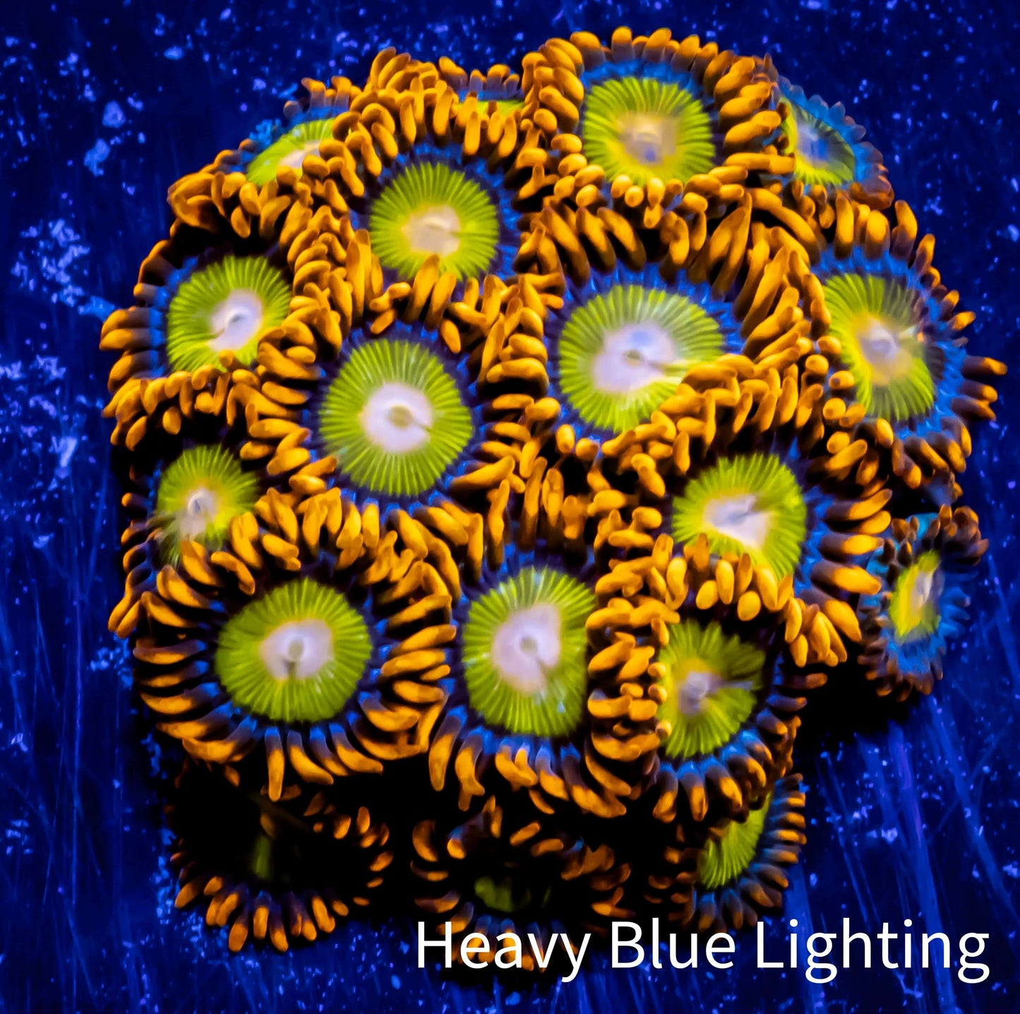 Zoanthid coral - Manadrin Orange Zoa Frag 4+ Polyps Zoanthid coral - Manadrin Orange Zoa Frag 4+ Polyps LPS Zoanthid coral - Manadrin Orange Zoa Frag 4+ Polyps Zeo Box Reef
