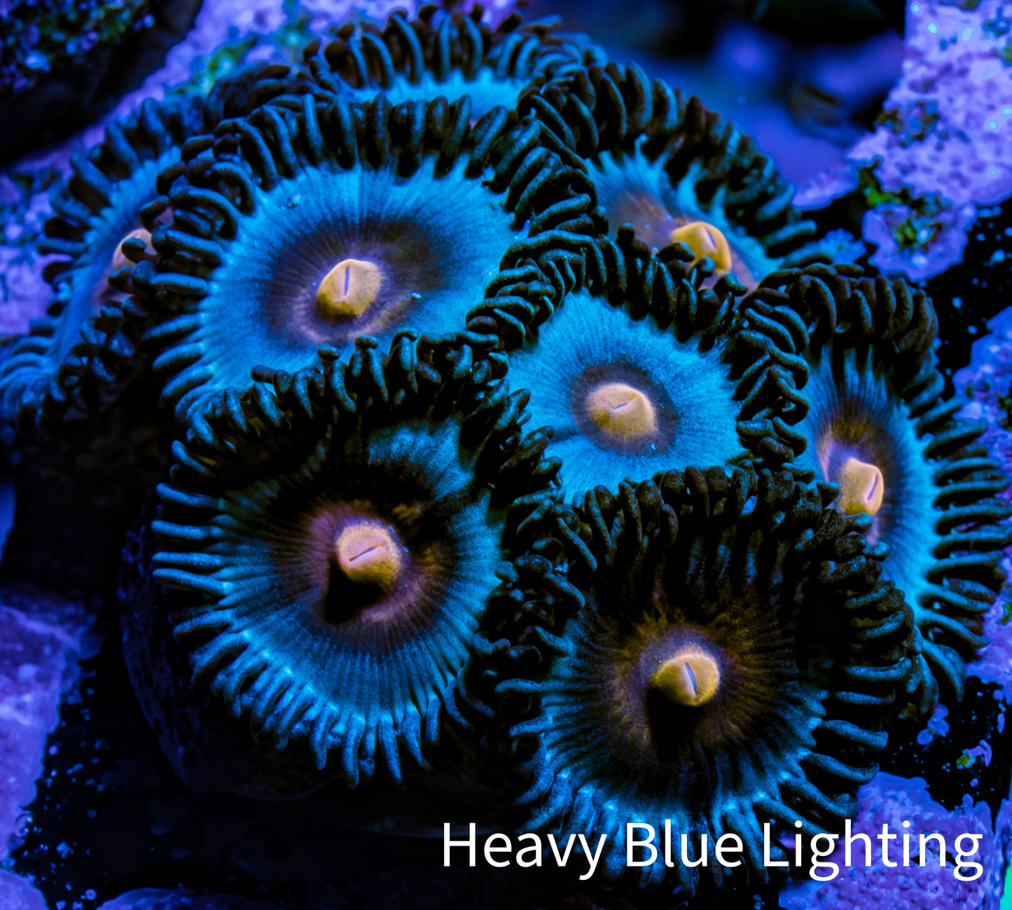 Zoanthid coral - Miami Vice Zoa Zoanthid coral - Miami Vice Zoa LPS Zoanthid coral - Miami Vice Zoa Zeo Box Reef