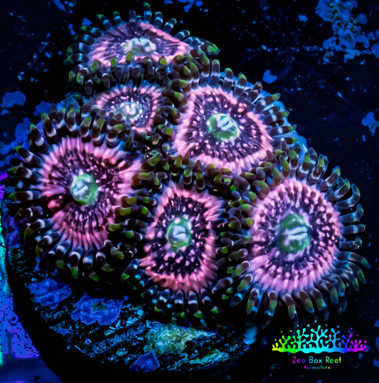 Zoanthid coral - Pink Zipper Zoa Frag 4+ polyps Zoanthid coral - Pink Zipper Zoa Frag 4+ polyps LPS Zoanthid coral - Pink Zipper Zoa Frag 4+ polyps Zeo Box Reef