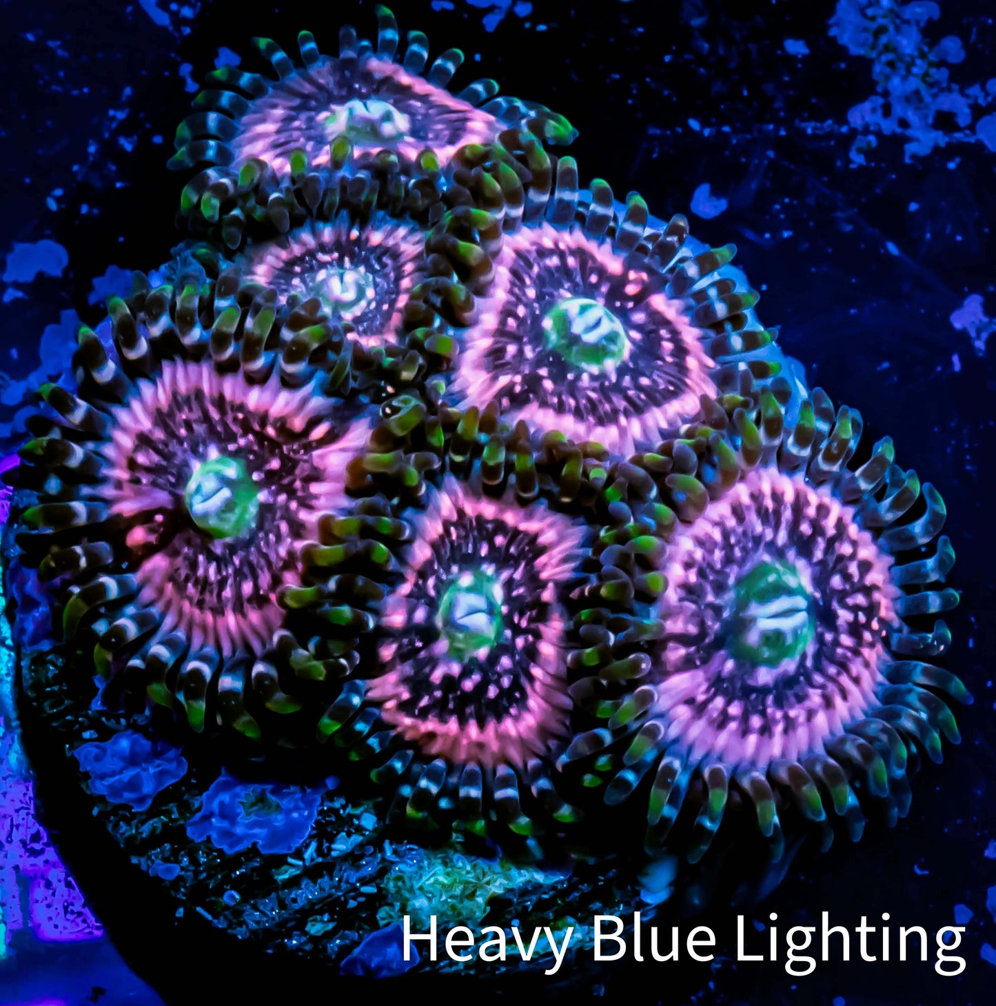 Zoanthid coral - Pink Zipper Zoa Frag 4+ polyps Zoanthid coral - Pink Zipper Zoa Frag 4+ polyps LPS Zoanthid coral - Pink Zipper Zoa Frag 4+ polyps Zeo Box Reef