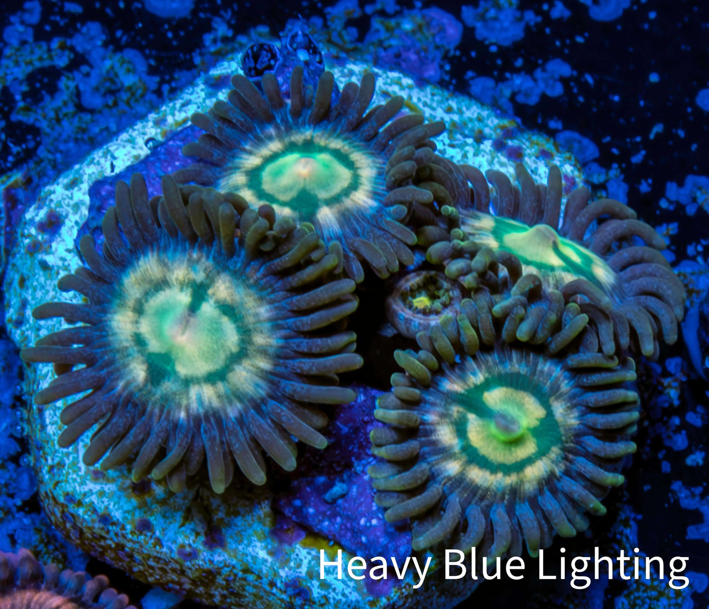 Zoanthid coral - Rainbow Raptor Zoa Frag Zoanthid coral - Rainbow Raptor Zoa Frag LPS Zoanthid coral - Rainbow Raptor Zoa Frag Zeo Box Reef
