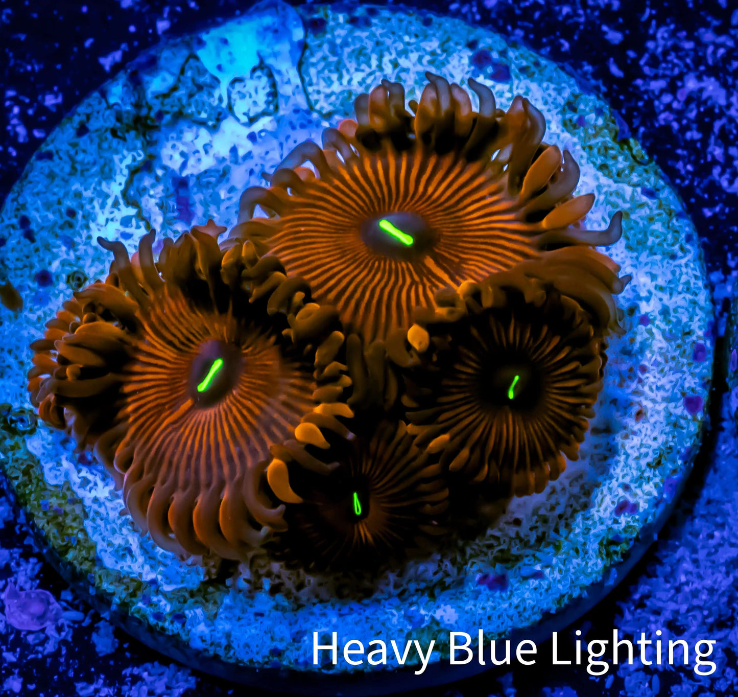 Zoanthid coral - Red People Eater Zoa Frag 4+ Polyps Zoanthid coral - Red People Eater Zoa Frag 4+ Polyps LPS Zoanthid coral - Red People Eater Zoa Frag 4+ Polyps Zeo Box Reef