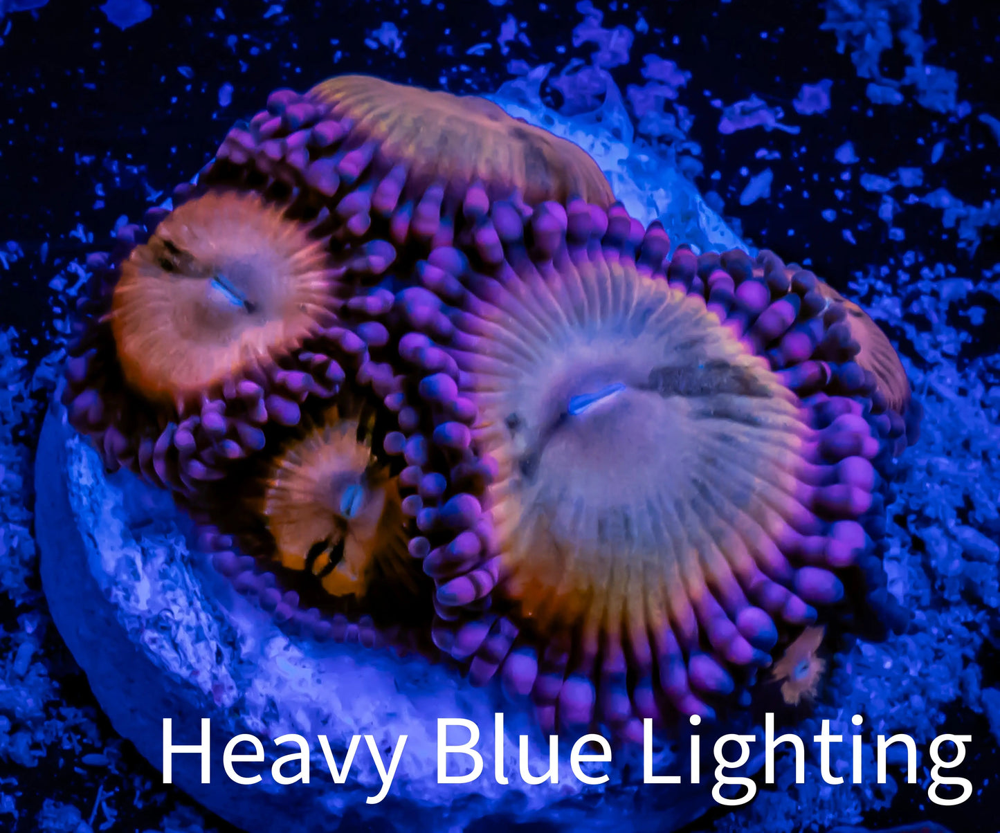 Zoanthid coral - Sakura Sunrise Zoa Frag WYSIWYG B4R1B2 Zoanthid coral - Sakura Sunrise Zoa Frag WYSIWYG B4R1B2 LPS Zoanthid coral - Sakura Sunrise Zoa Frag WYSIWYG B4R1B2 Zeo Box Reef