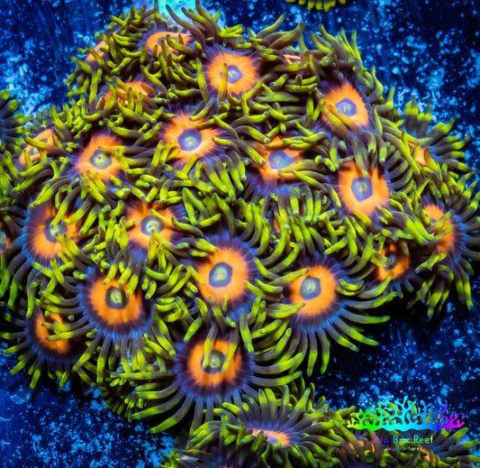 Zoanthid coral - Scrambled Eggs Zoa Frag 4+ Polyps Zoanthid coral - Scrambled Eggs Zoa Frag 4+ Polyps LPS Zoanthid coral - Scrambled Eggs Zoa Frag 4+ Polyps Zeo Box Reef