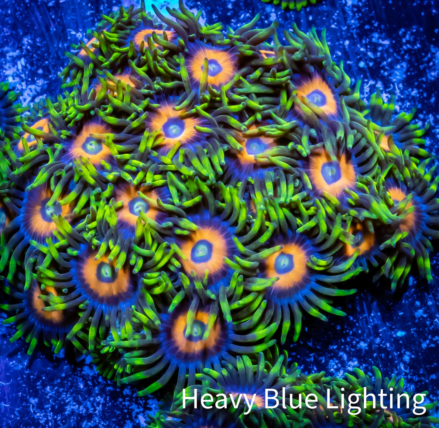 Zoanthid coral - Scrambled Eggs Zoa Frag 4+ Polyps Zoanthid coral - Scrambled Eggs Zoa Frag 4+ Polyps LPS Zoanthid coral - Scrambled Eggs Zoa Frag 4+ Polyps Zeo Box Reef