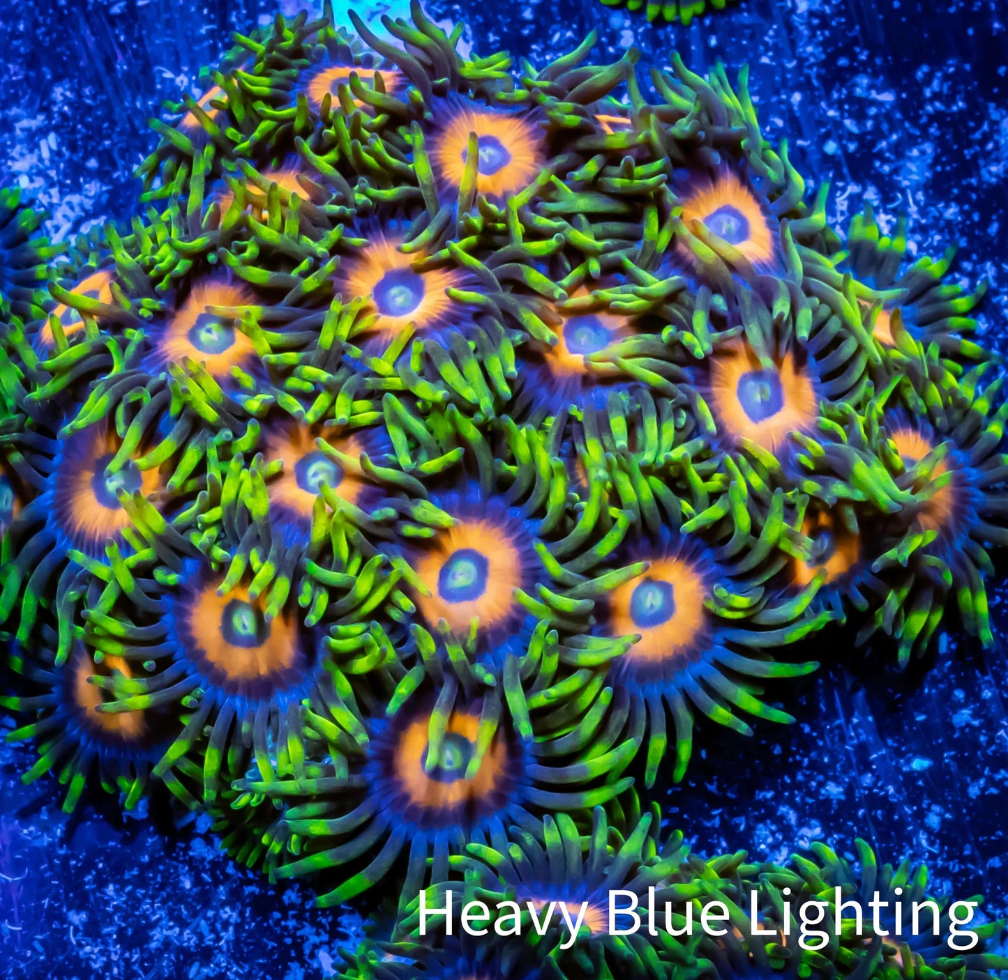 Zoanthid coral - Scrambled Eggs Zoa Frag 4+ Polyps Zoanthid coral - Scrambled Eggs Zoa Frag 4+ Polyps LPS Zoanthid coral - Scrambled Eggs Zoa Frag 4+ Polyps Zeo Box Reef