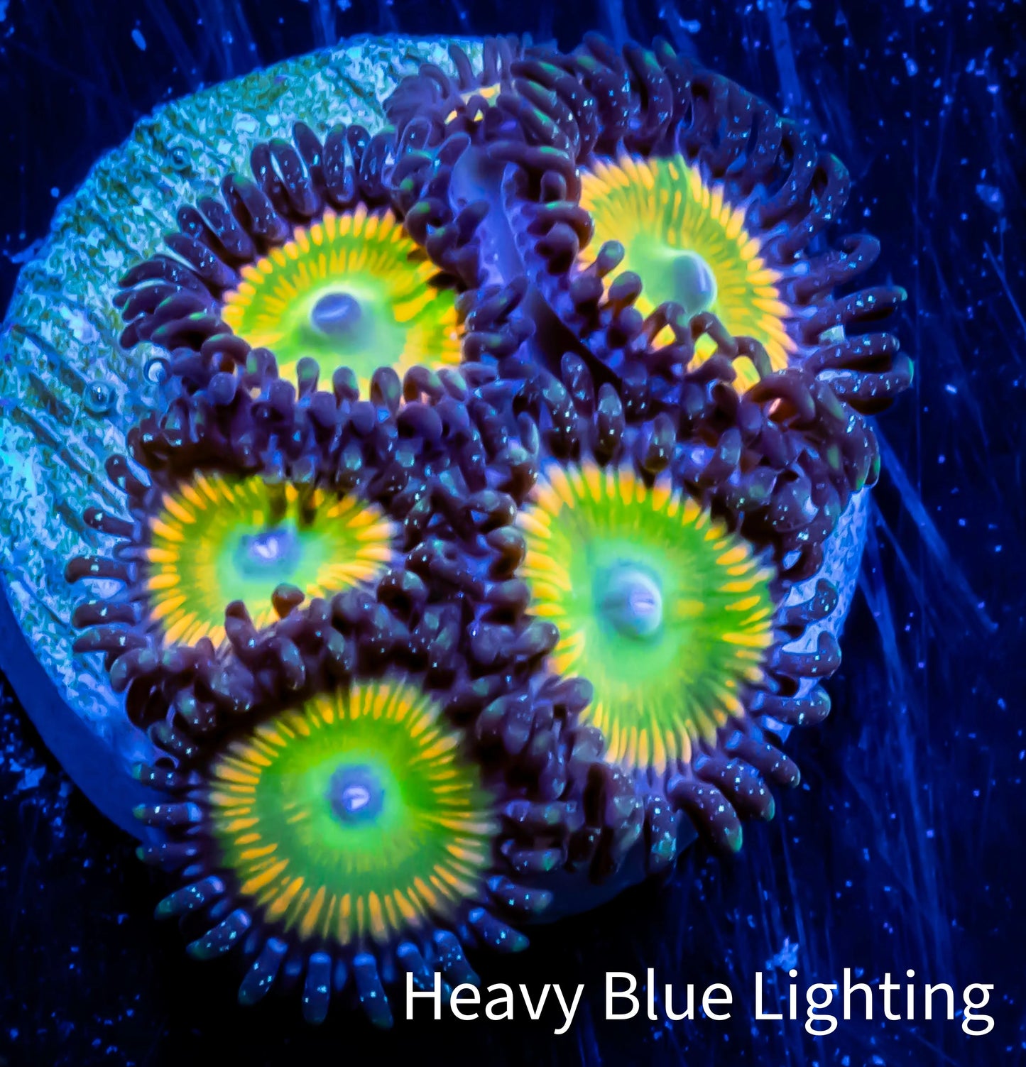 Zoanthid coral - Sunny D Zoa Frag 4+ Polyps Zoanthid coral - Sunny D Zoa Frag 4+ Polyps LPS Zoanthid coral - Sunny D Zoa Frag 4+ Polyps Zeo Box Reef