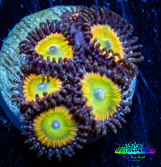 Zoanthid coral - Sunny D Zoa Frag 4+ Polyps Zoanthid coral - Sunny D Zoa Frag 4+ Polyps LPS Zoanthid coral - Sunny D Zoa Frag 4+ Polyps Zeo Box Reef