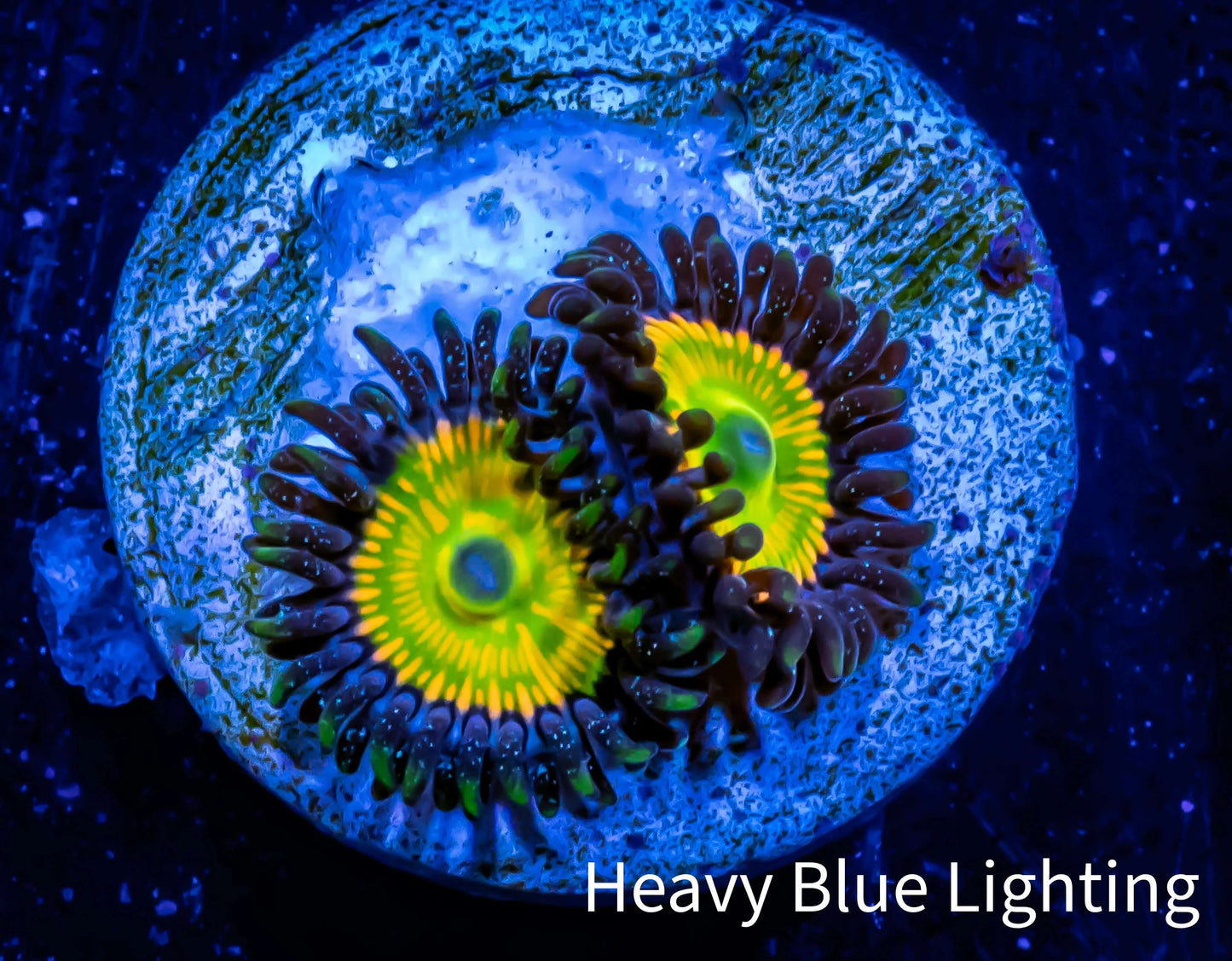 Zoanthid coral - Sunny D Zoa Frag WYSIWYG Zoanthid coral - Sunny D Zoa Frag WYSIWYG LPS Zoanthid coral - Sunny D Zoa Frag WYSIWYG Zeo Box Reef