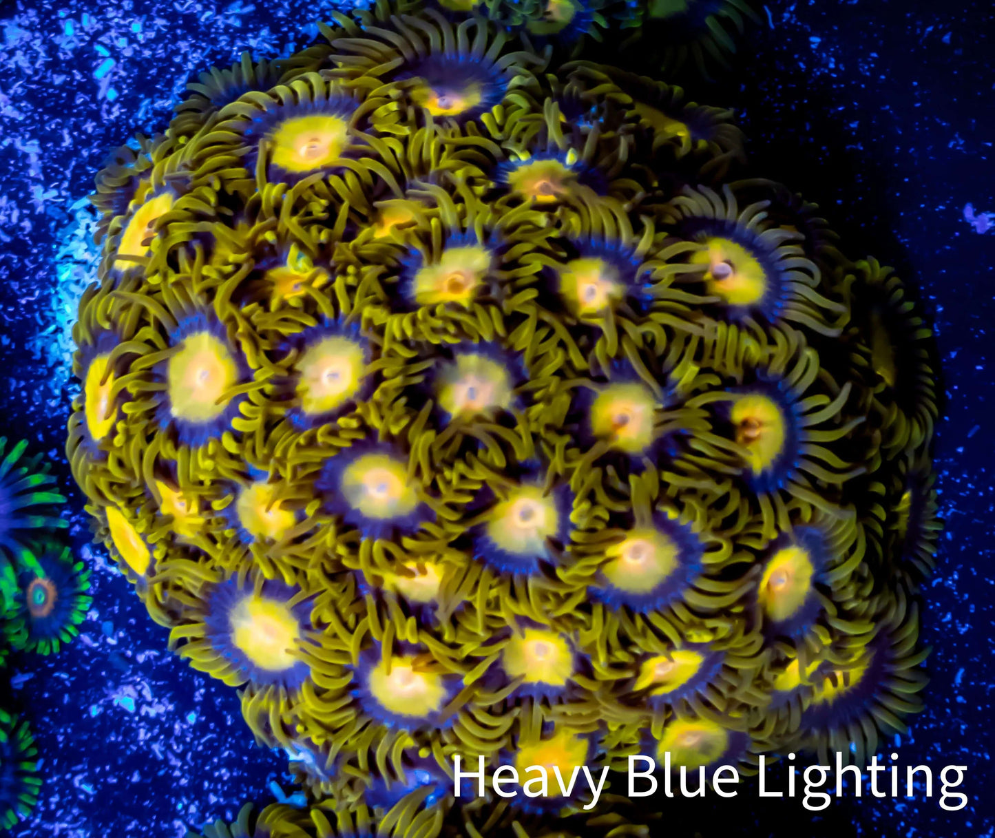 Zoanthid coral - Tutti Fruiti Zoa Frag 4+ Polyps Zoanthid coral - Tutti Fruiti Zoa Frag 4+ Polyps LPS Zoanthid coral - Tutti Fruiti Zoa Frag 4+ Polyps Zeo Box Reef