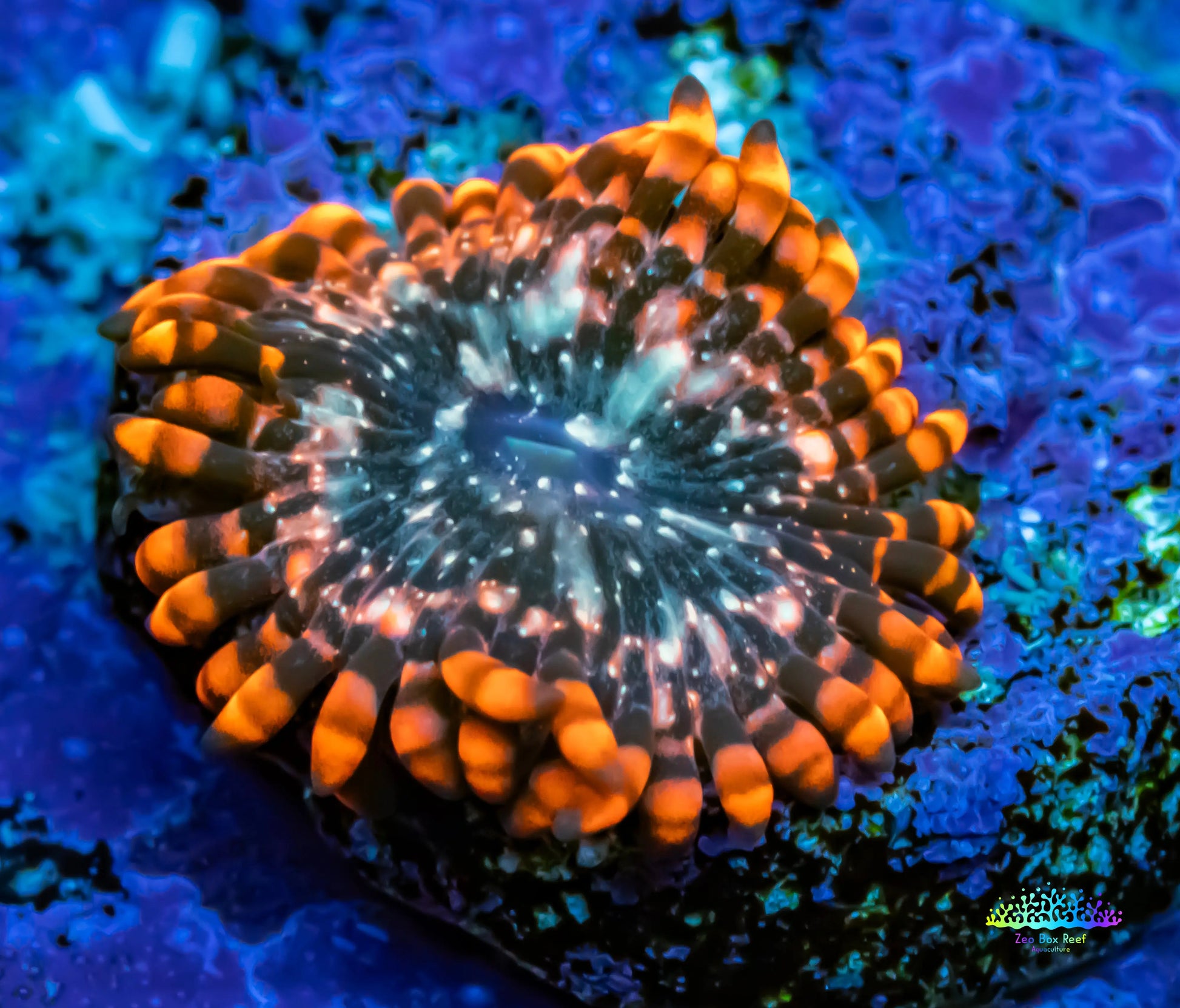 Zoanthid coral - Utter Chaos Zoa Frag Zoanthid coral - Utter Chaos Zoa Frag LPS Zoanthid coral - Utter Chaos Zoa Frag Zeo Box Reef
