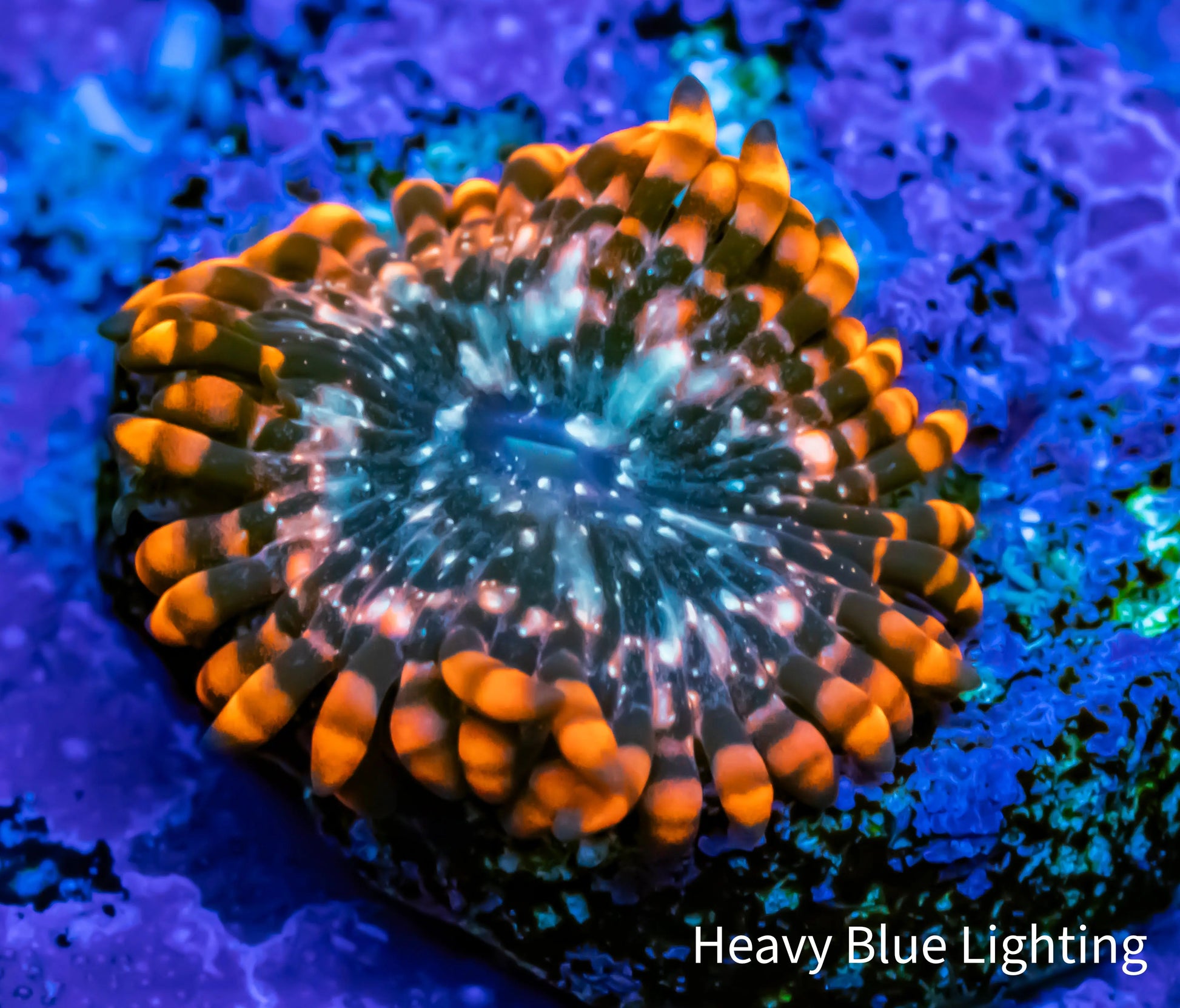 Zoanthid coral - Utter Chaos Zoa Frag Zoanthid coral - Utter Chaos Zoa Frag LPS Zoanthid coral - Utter Chaos Zoa Frag Zeo Box Reef