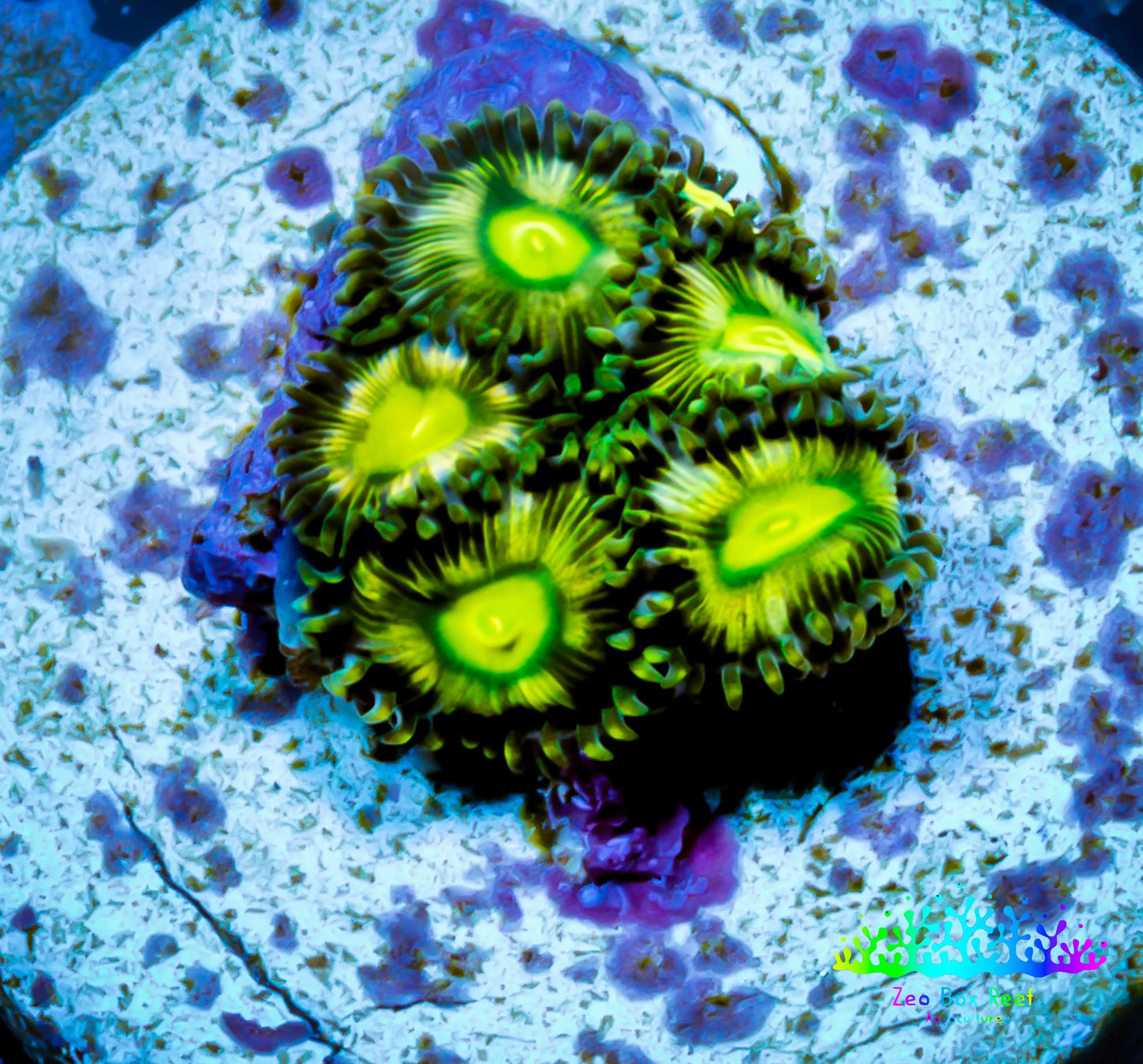 Zoanthid coral - Venom Drop Zoa Frag Zoanthid coral - Venom Drop Zoa Frag LPS Zoanthid coral - Venom Drop Zoa Frag Zeo Box Reef