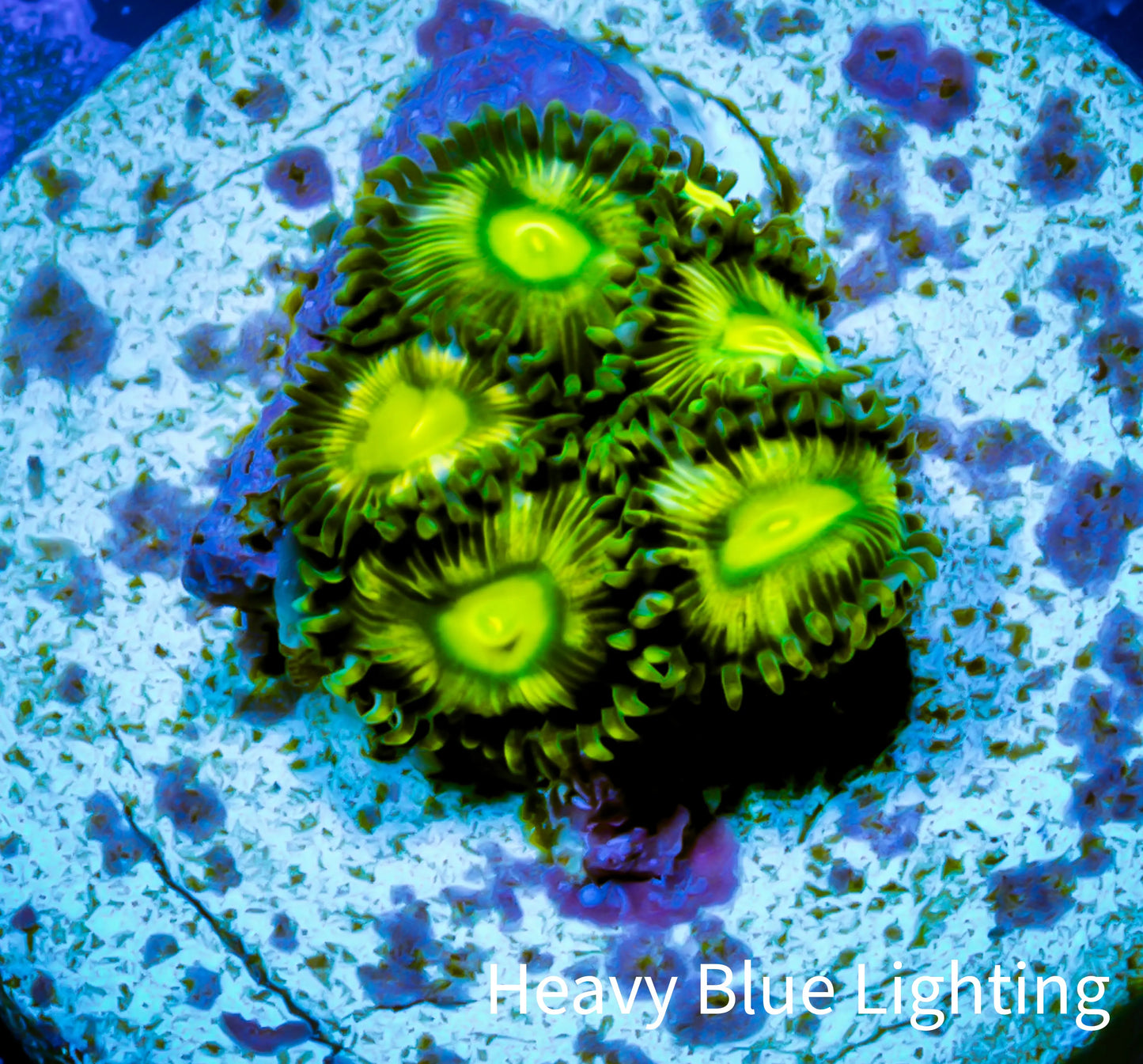 Zoanthid coral - Venom Drop Zoa Frag Zoanthid coral - Venom Drop Zoa Frag LPS Zoanthid coral - Venom Drop Zoa Frag Zeo Box Reef