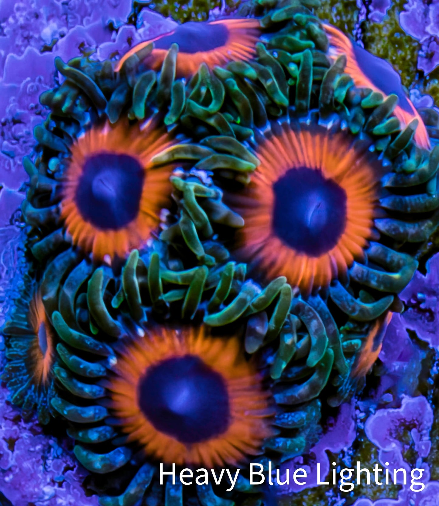 Zoanthid coral - Watermelon Zoa Frag Zoanthid coral - Watermelon Zoa Frag LPS Zoanthid coral - Watermelon Zoa Frag Zeo Box Reef