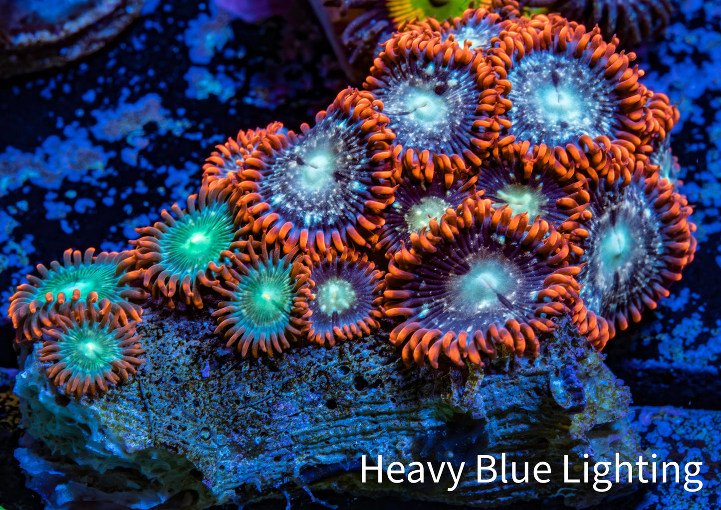 Zoanthid coral - Wild Zoa Rock WYSIWYG 3cm Zoanthid coral - Wild Zoa Rock WYSIWYG 3cm LPS Zoanthid coral - Wild Zoa Rock WYSIWYG 3cm Zeo Box Reef