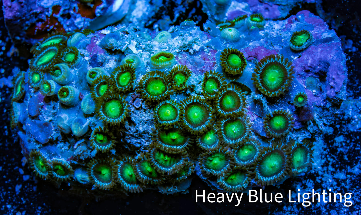 Zoanthid coral - Wild Zoa Rock WYSIWYG 6cm Zoanthid coral - Wild Zoa Rock WYSIWYG 6cm LPS Zoanthid coral - Wild Zoa Rock WYSIWYG 6cm Zeo Box Reef