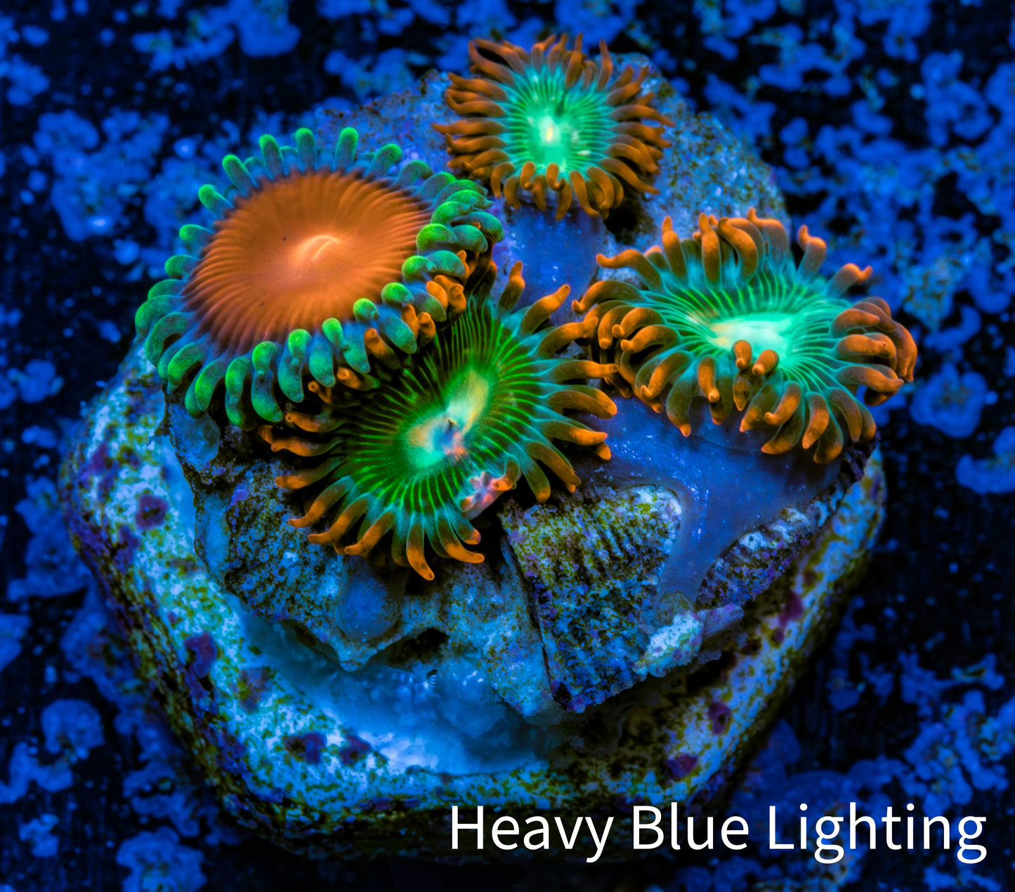 Zoanthid coral - Wild Zoa frag WYSIWYG Zoanthid coral - Wild Zoa frag WYSIWYG LPS Zoanthid coral - Wild Zoa frag WYSIWYG Zeo Box Reef