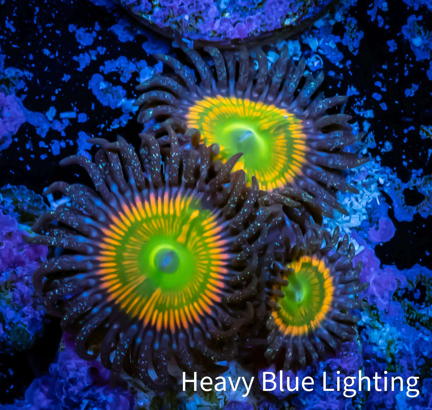 Zoanthid coral - Zoa Frag Sunny D WYSIWYG Zoanthid coral - Zoa Frag Sunny D WYSIWYG LPS Zoanthid coral - Zoa Frag Sunny D WYSIWYG Zeo Box Reef