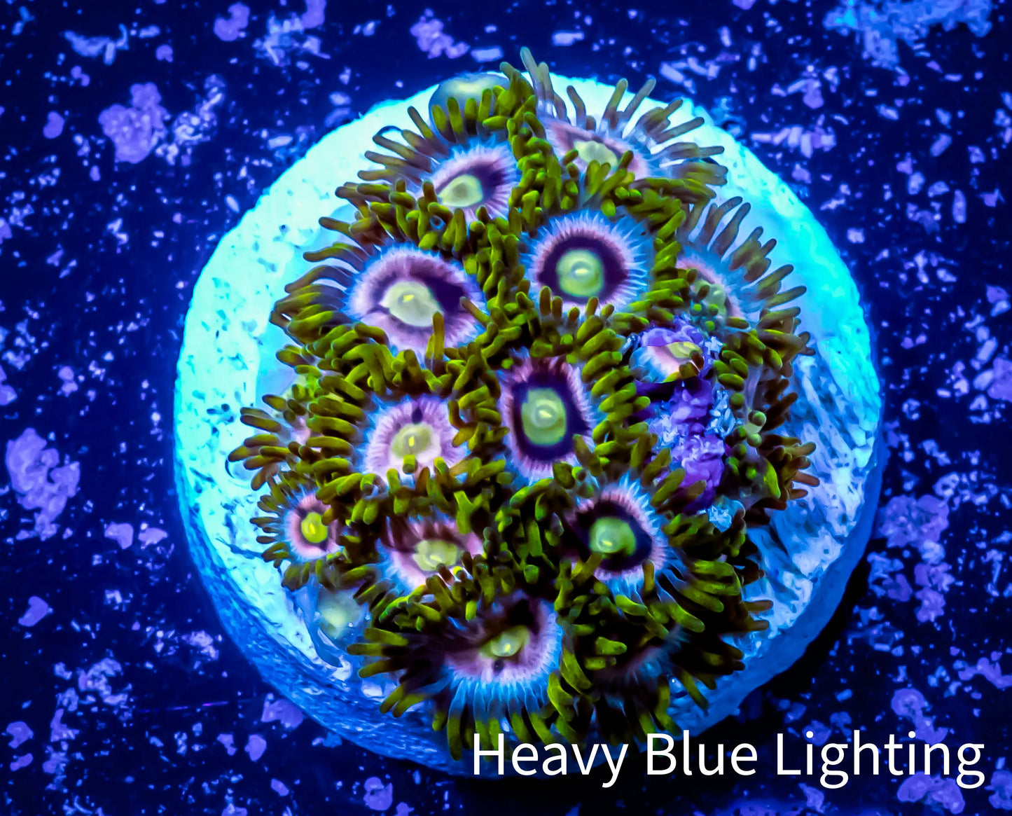 Zoanthid coral - Zoa Frag WYSIWYG A1R6B2 Zoanthid coral - Zoa Frag WYSIWYG A1R6B2 LPS Zoanthid coral - Zoa Frag WYSIWYG A1R6B2 Zeo Box Reef