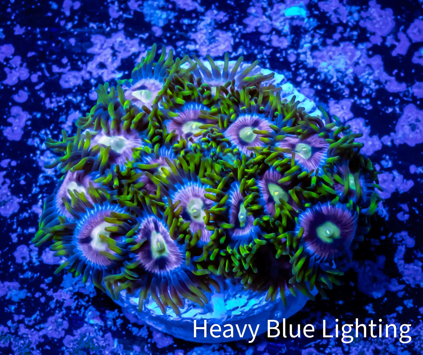 Zoanthid coral - Zoa Frag WYSIWYG AR6B2 (Copy) Zoanthid coral - Zoa Frag WYSIWYG AR6B2 (Copy) LPS Zoanthid coral - Zoa Frag WYSIWYG AR6B2 (Copy) Zeo Box Reef