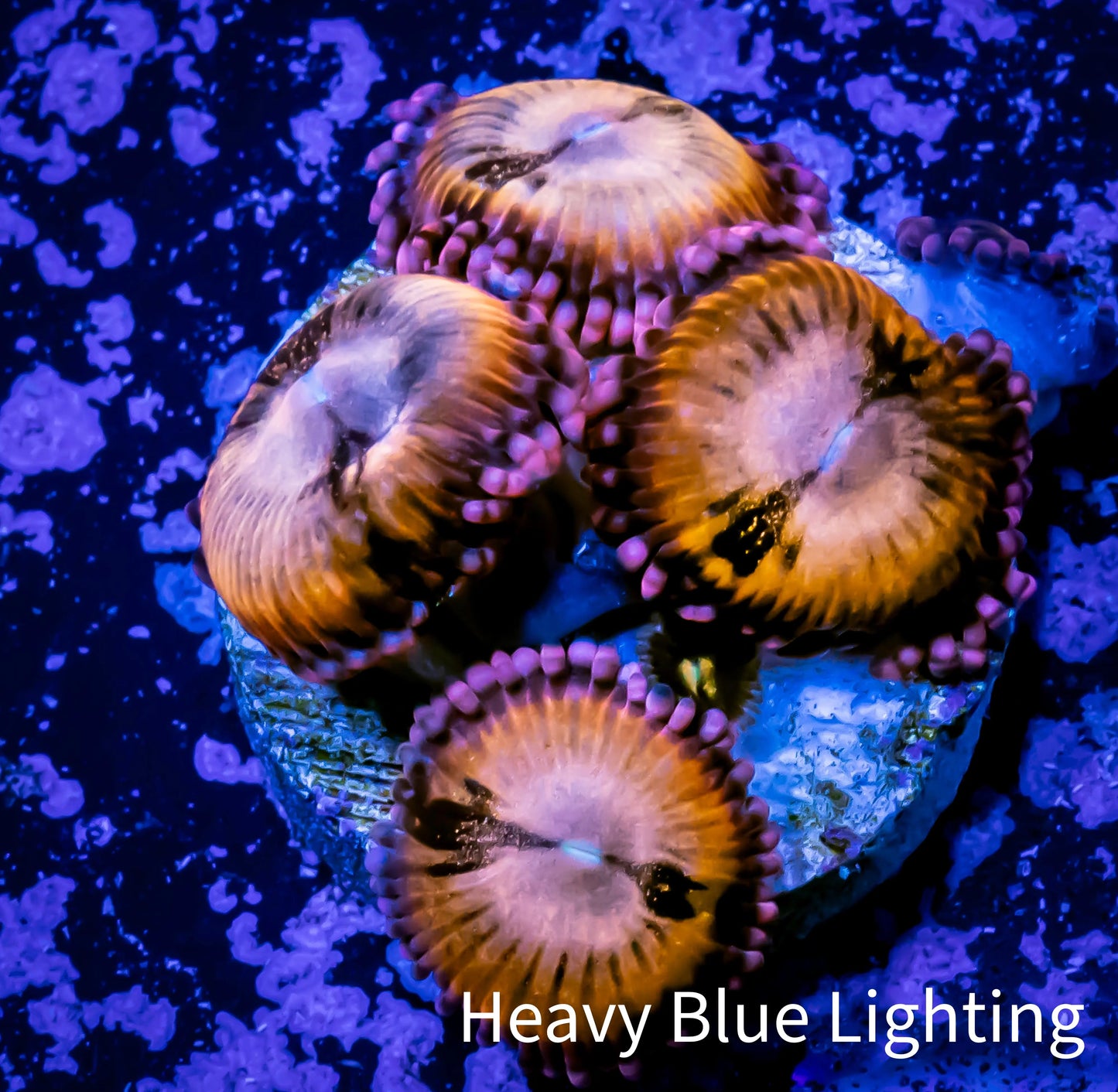 Zoanthid coral - Zoa Frag WYSIWYG B1R6B2 Zoanthid coral - Zoa Frag WYSIWYG B1R6B2 LPS Zoanthid coral - Zoa Frag WYSIWYG B1R6B2 Zeo Box Reef