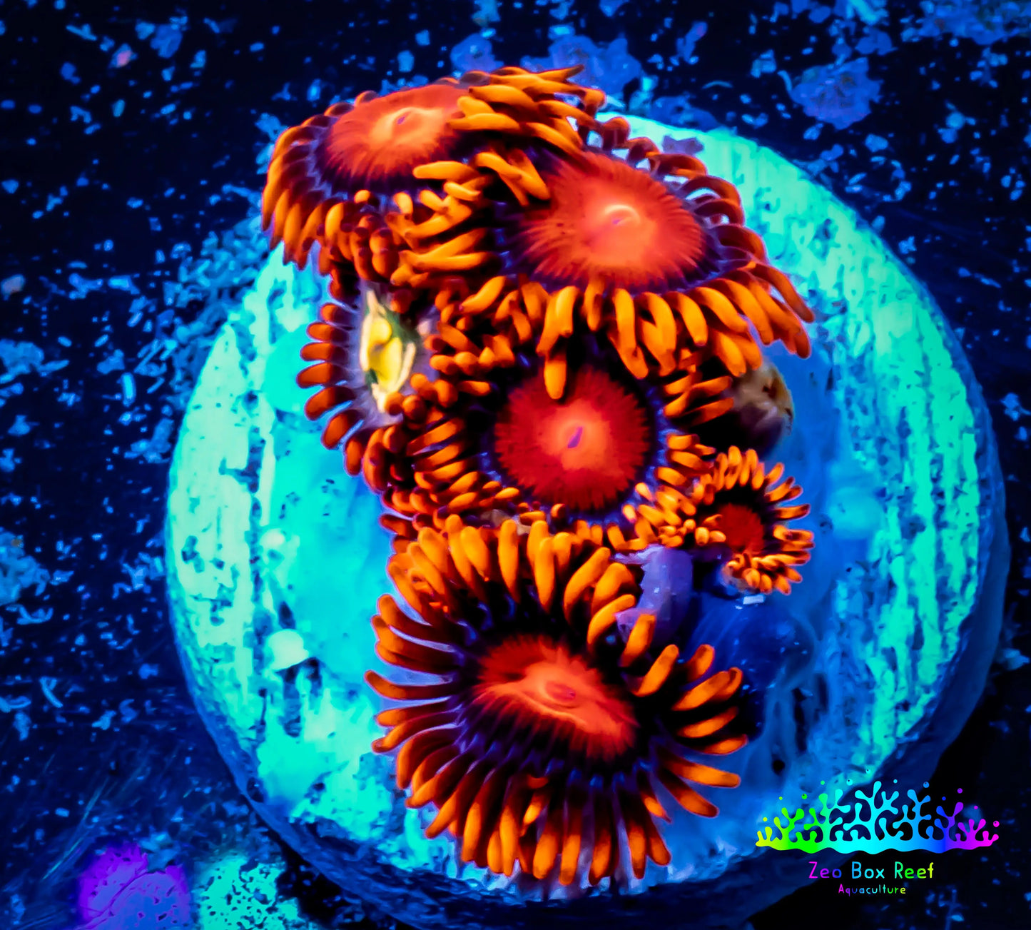 Zoanthid coral - Zoa Frag WYSIWYG B3R6B2 Zoanthid coral - Zoa Frag WYSIWYG B3R6B2 LPS Zoanthid coral - Zoa Frag WYSIWYG B3R6B2 Zeo Box Reef