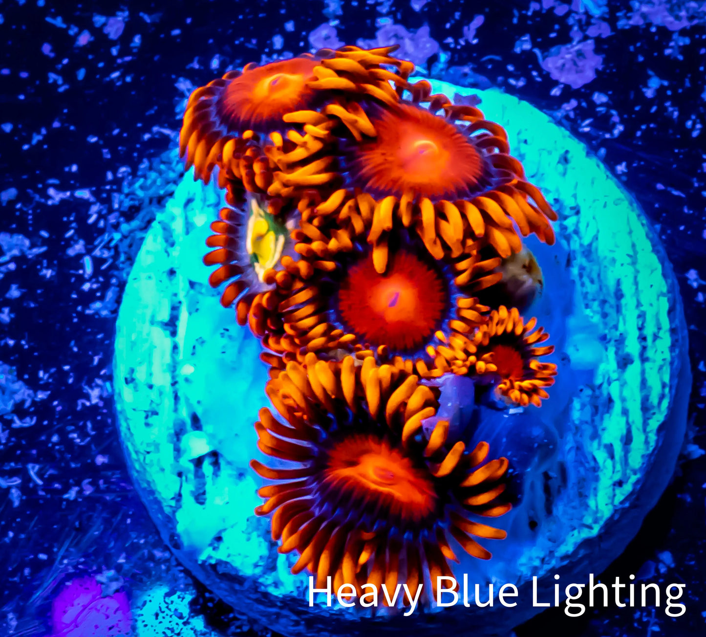 Zoanthid coral - Zoa Frag WYSIWYG B3R6B2 Zoanthid coral - Zoa Frag WYSIWYG B3R6B2 LPS Zoanthid coral - Zoa Frag WYSIWYG B3R6B2 Zeo Box Reef