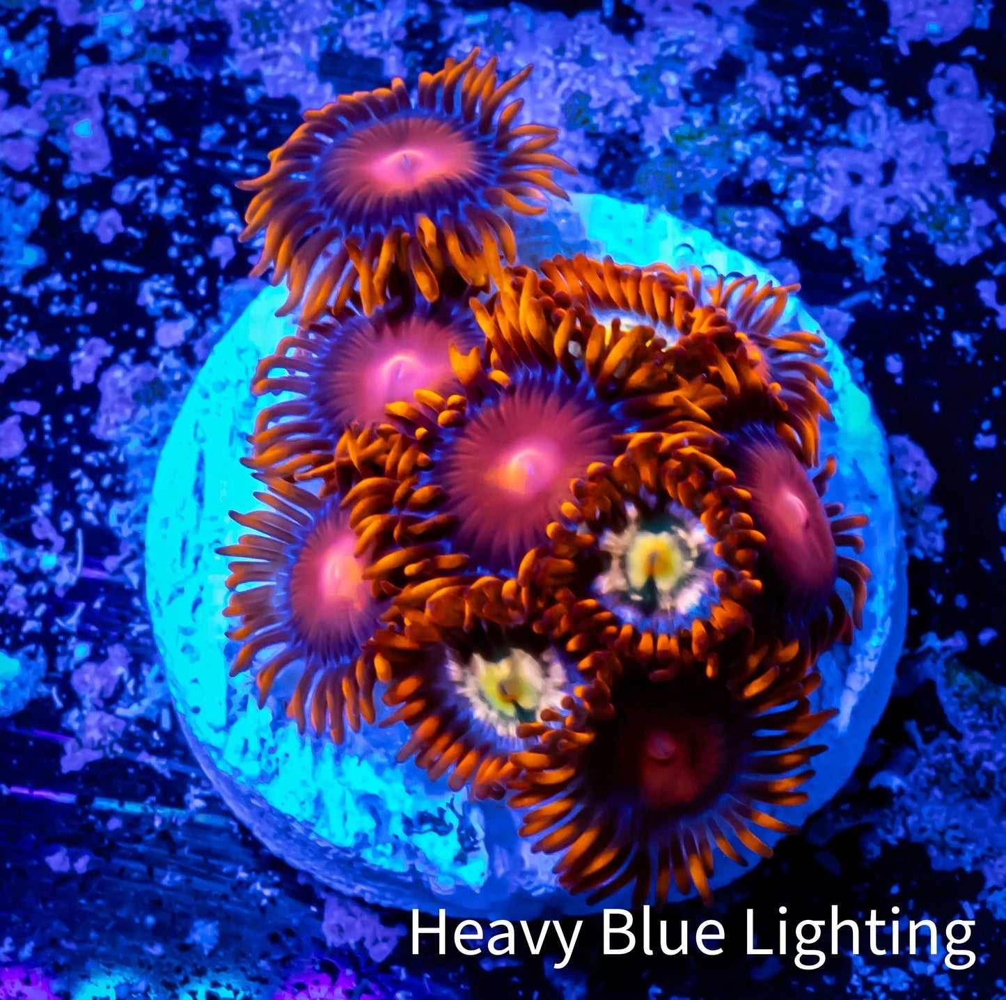 Zoanthid coral - Zoa Frag WYSIWYG B4R6B2 Zoanthid coral - Zoa Frag WYSIWYG B4R6B2 LPS Zoanthid coral - Zoa Frag WYSIWYG B4R6B2 Zeo Box Reef