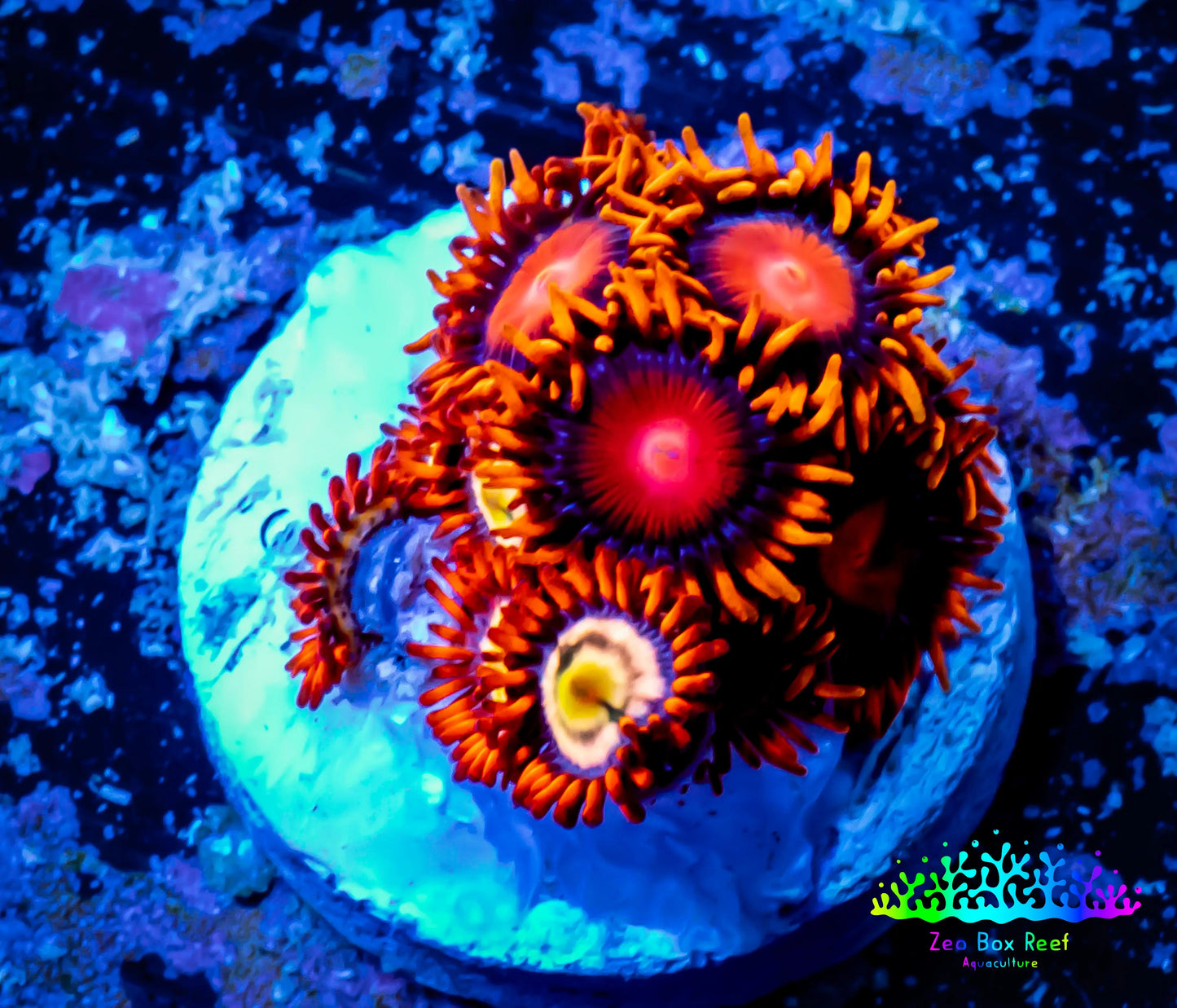 Zoanthid coral - Zoa Frag WYSIWYG B5R6B2 Zoanthid coral - Zoa Frag WYSIWYG B5R6B2 LPS Zoanthid coral - Zoa Frag WYSIWYG B5R6B2 Zeo Box Reef