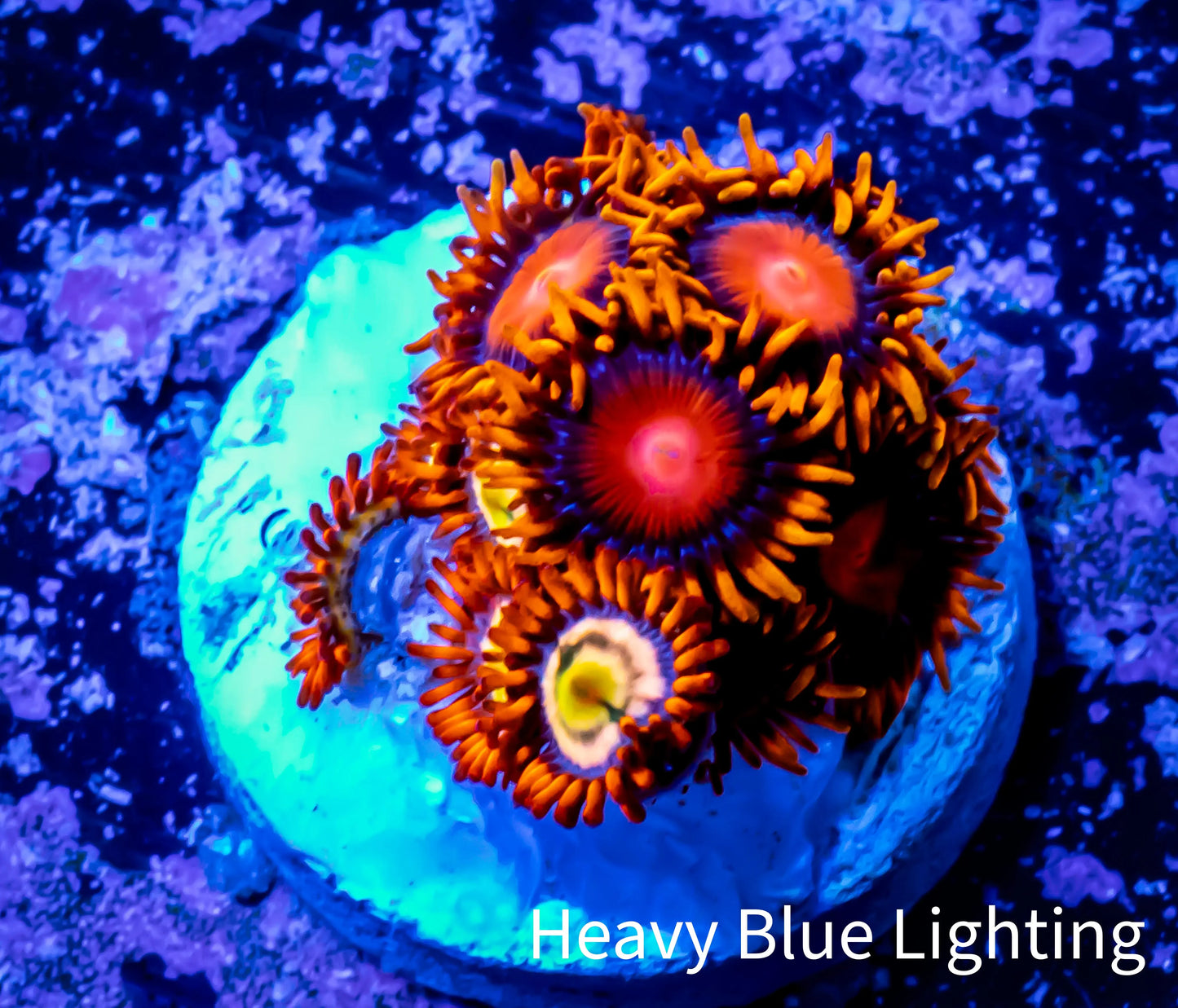 Zoanthid coral - Zoa Frag WYSIWYG B5R6B2 Zoanthid coral - Zoa Frag WYSIWYG B5R6B2 LPS Zoanthid coral - Zoa Frag WYSIWYG B5R6B2 Zeo Box Reef