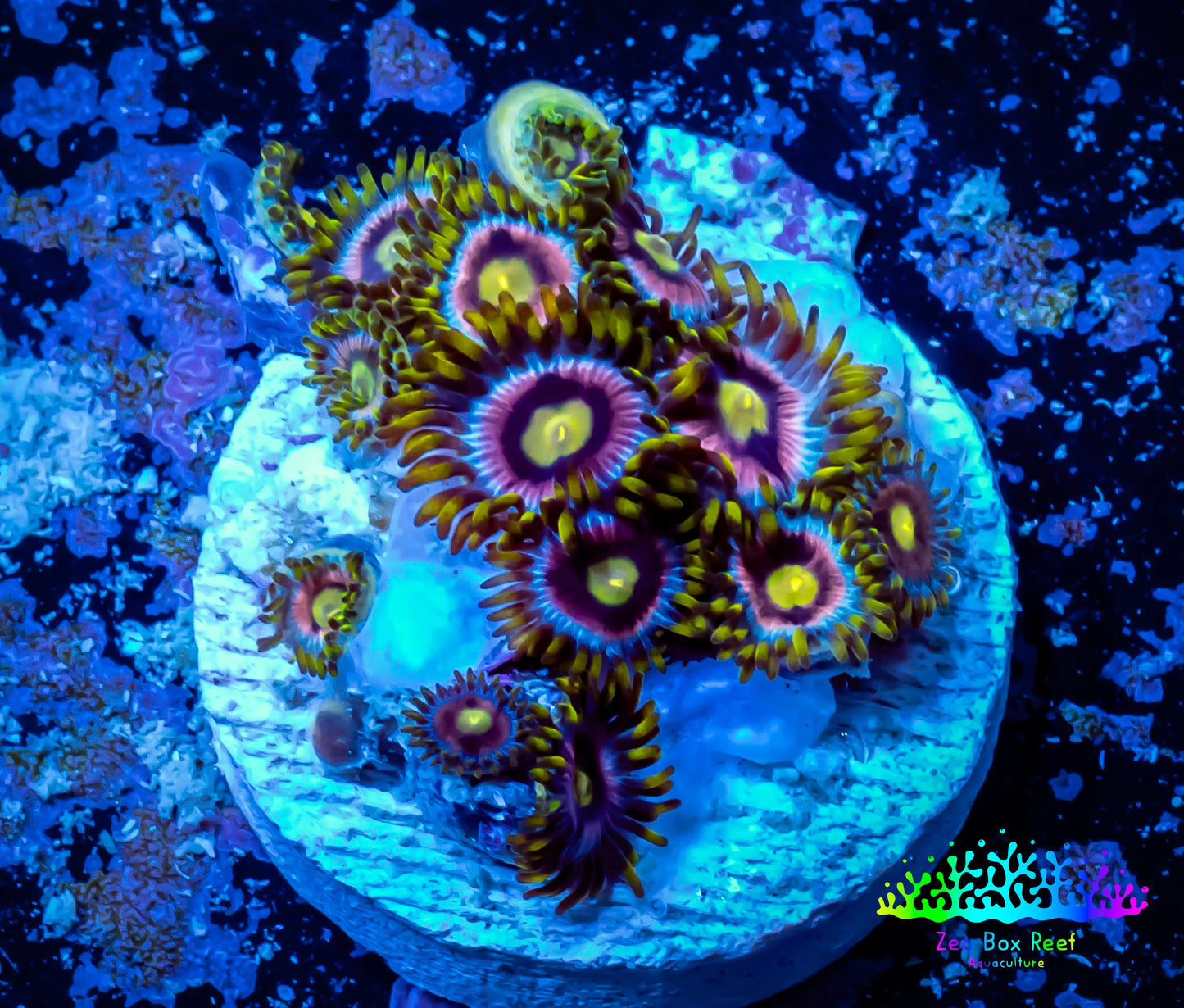 Zoanthid coral - Zoa Frag WYSIWYG B6R6B2 Zoanthid coral - Zoa Frag WYSIWYG B6R6B2 LPS Zoanthid coral - Zoa Frag WYSIWYG B6R6B2 Zeo Box Reef