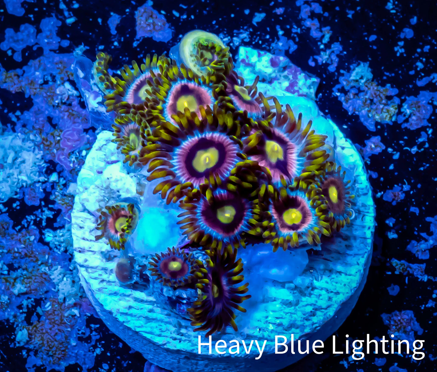 Zoanthid coral - Zoa Frag WYSIWYG B6R6B2 Zoanthid coral - Zoa Frag WYSIWYG B6R6B2 LPS Zoanthid coral - Zoa Frag WYSIWYG B6R6B2 Zeo Box Reef