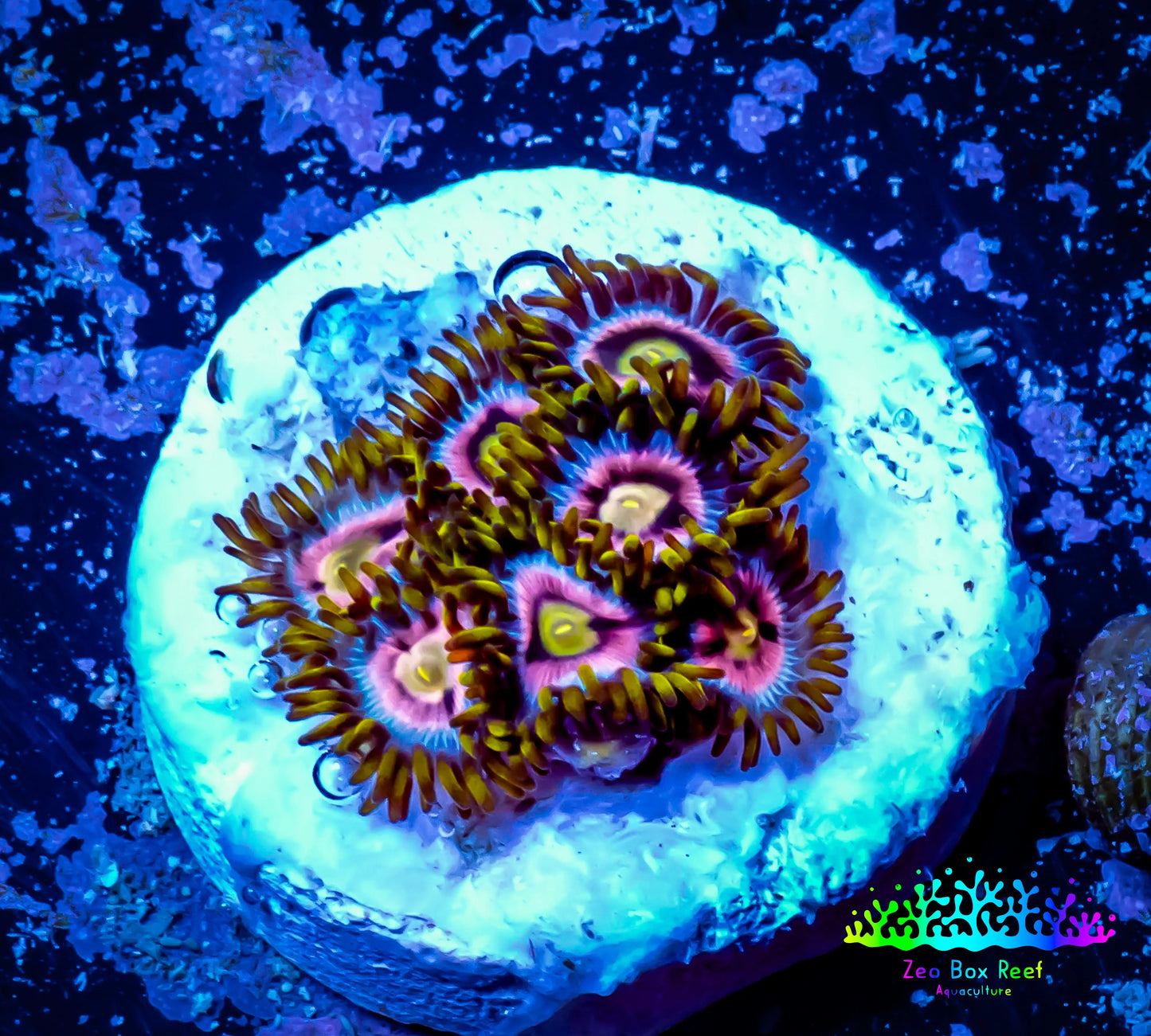 Zoanthid coral - Zoa Frag WYSIWYG B7R6B2 Zoanthid coral - Zoa Frag WYSIWYG B7R6B2 LPS Zoanthid coral - Zoa Frag WYSIWYG B7R6B2 Zeo Box Reef