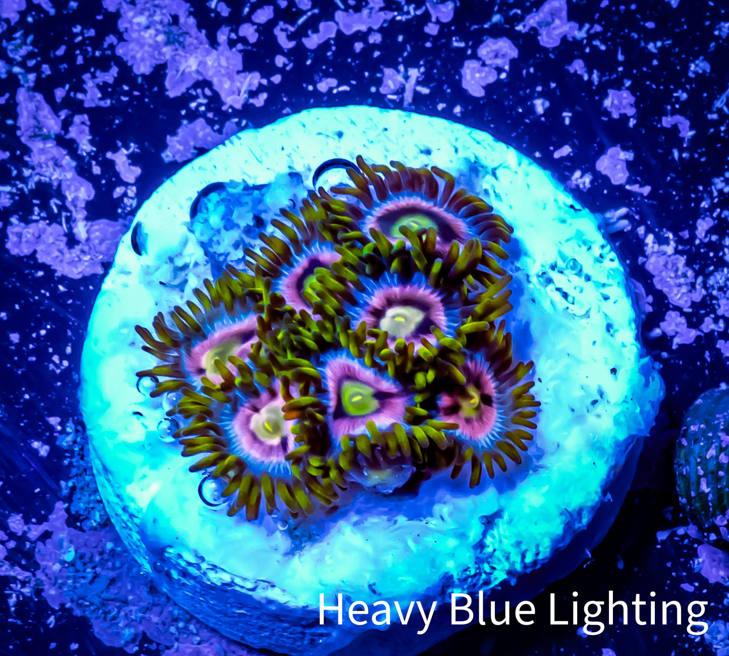 Zoanthid coral - Zoa Frag WYSIWYG B7R6B2 Zoanthid coral - Zoa Frag WYSIWYG B7R6B2 LPS Zoanthid coral - Zoa Frag WYSIWYG B7R6B2 Zeo Box Reef