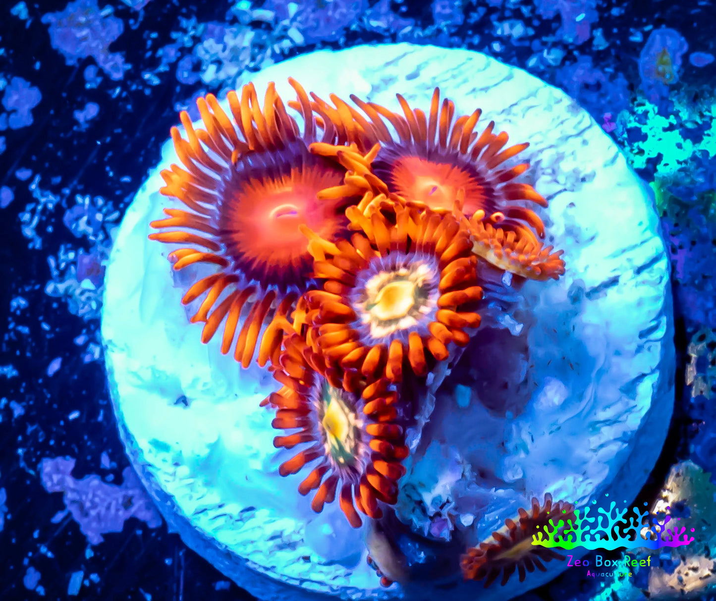 Zoanthid coral - Zoa Frag WYSIWYG C2R6B2 Zoanthid coral - Zoa Frag WYSIWYG C2R6B2 LPS Zoanthid coral - Zoa Frag WYSIWYG C2R6B2 Zeo Box Reef
