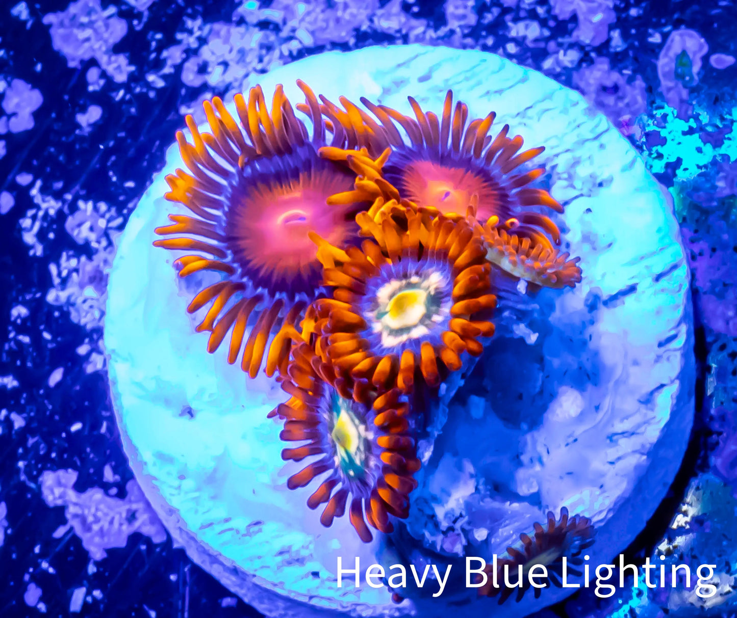 Zoanthid coral - Zoa Frag WYSIWYG C2R6B2 Zoanthid coral - Zoa Frag WYSIWYG C2R6B2 LPS Zoanthid coral - Zoa Frag WYSIWYG C2R6B2 Zeo Box Reef