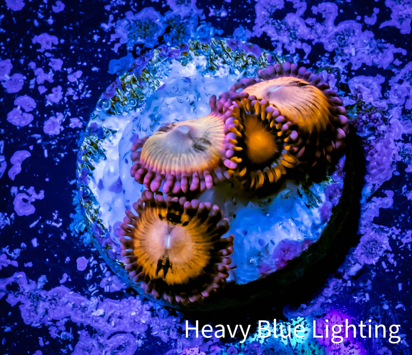 Zoanthid coral - Zoa Frag WYSIWYG C4R6B2 Zoanthid coral - Zoa Frag WYSIWYG C4R6B2 LPS Zoanthid coral - Zoa Frag WYSIWYG C4R6B2 Zeo Box Reef