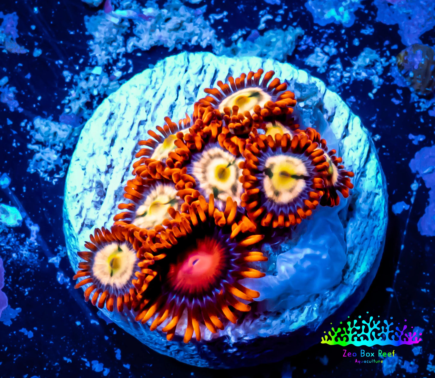 Zoanthid coral - Zoa Frag WYSIWYG C6R6B2 Zoanthid coral - Zoa Frag WYSIWYG C6R6B2 LPS Zoanthid coral - Zoa Frag WYSIWYG C6R6B2 Zeo Box Reef