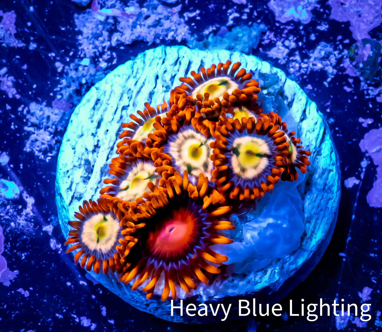 Zoanthid coral - Zoa Frag WYSIWYG C6R6B2 Zoanthid coral - Zoa Frag WYSIWYG C6R6B2 LPS Zoanthid coral - Zoa Frag WYSIWYG C6R6B2 Zeo Box Reef