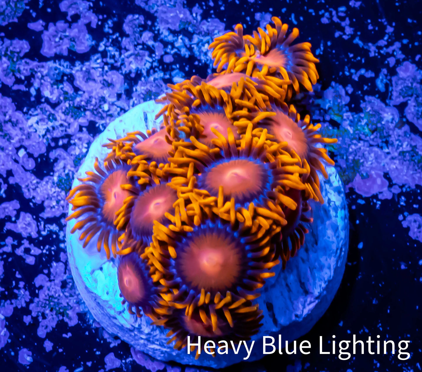 Zoanthid coral - Zoa Frag WYSIWYG C6R6B2 Zoanthid coral - Zoa Frag WYSIWYG C6R6B2 LPS Zoanthid coral - Zoa Frag WYSIWYG C6R6B2 Zeo Box Reef