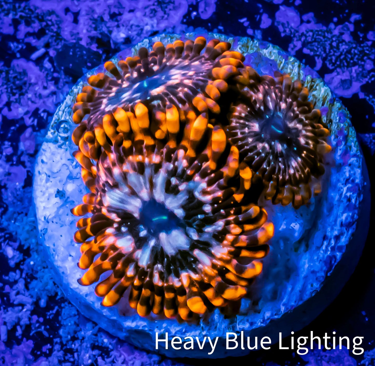 Zoanthid coral - Zoa Frag WYSIWYG C6R6B2 Zoanthid coral - Zoa Frag WYSIWYG C6R6B2 LPS Zoanthid coral - Zoa Frag WYSIWYG C6R6B2 Zeo Box Reef