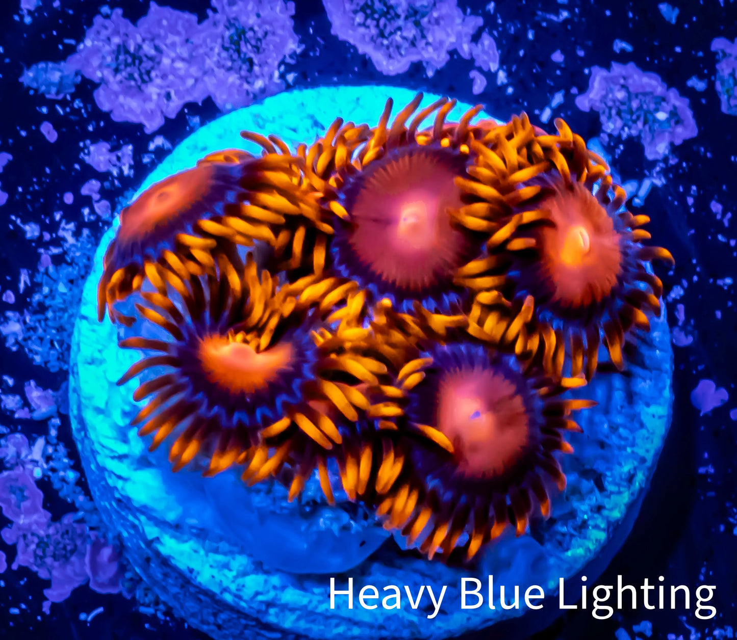 Zoanthid coral - Zoa Frag WYSIWYG C7R6B2 Zoanthid coral - Zoa Frag WYSIWYG C7R6B2 LPS Zoanthid coral - Zoa Frag WYSIWYG C7R6B2 Zeo Box Reef