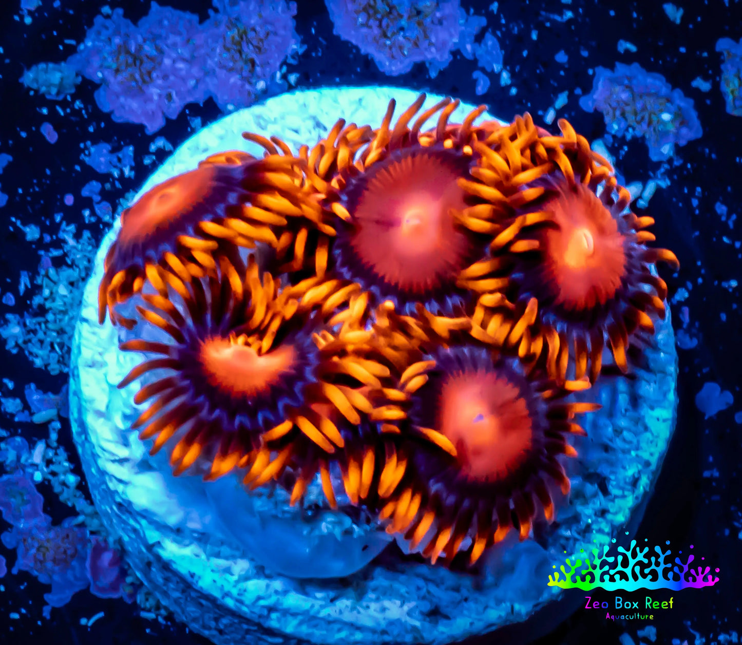 Zoanthid coral - Zoa Frag WYSIWYG C7R6B2 Zoanthid coral - Zoa Frag WYSIWYG C7R6B2 LPS Zoanthid coral - Zoa Frag WYSIWYG C7R6B2 Zeo Box Reef