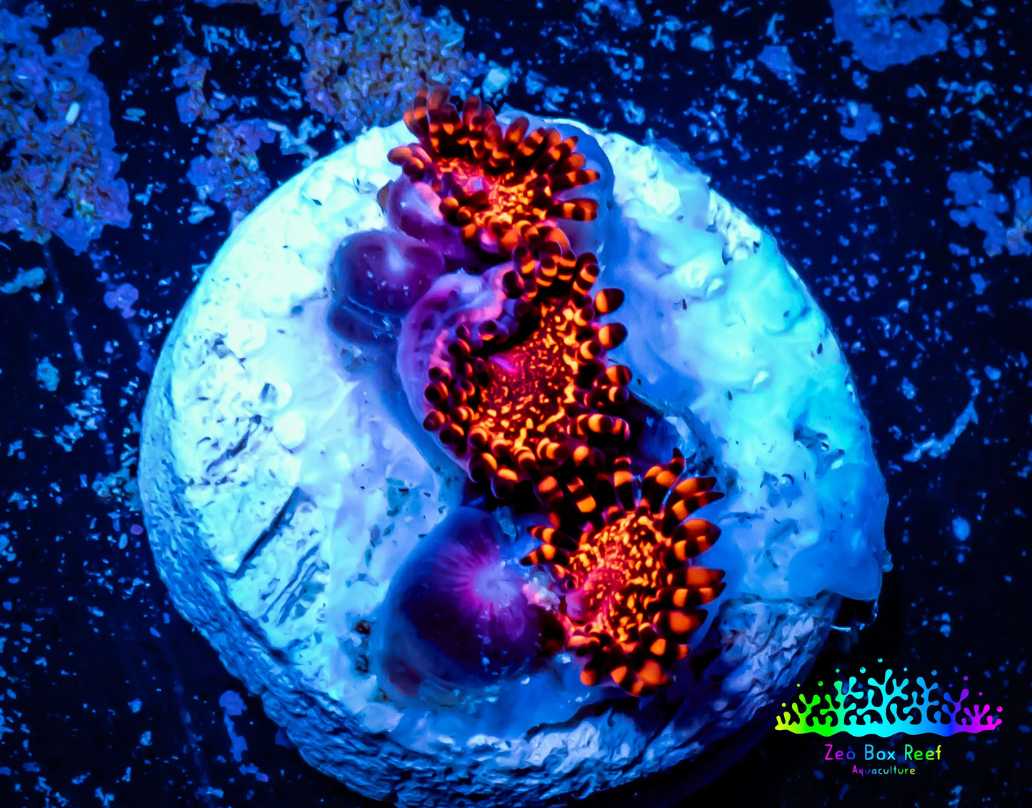 Zoanthid coral - Zoa Frag WYSIWYG C8R6B2 Zoanthid coral - Zoa Frag WYSIWYG C8R6B2 LPS Zoanthid coral - Zoa Frag WYSIWYG C8R6B2 Zeo Box Reef
