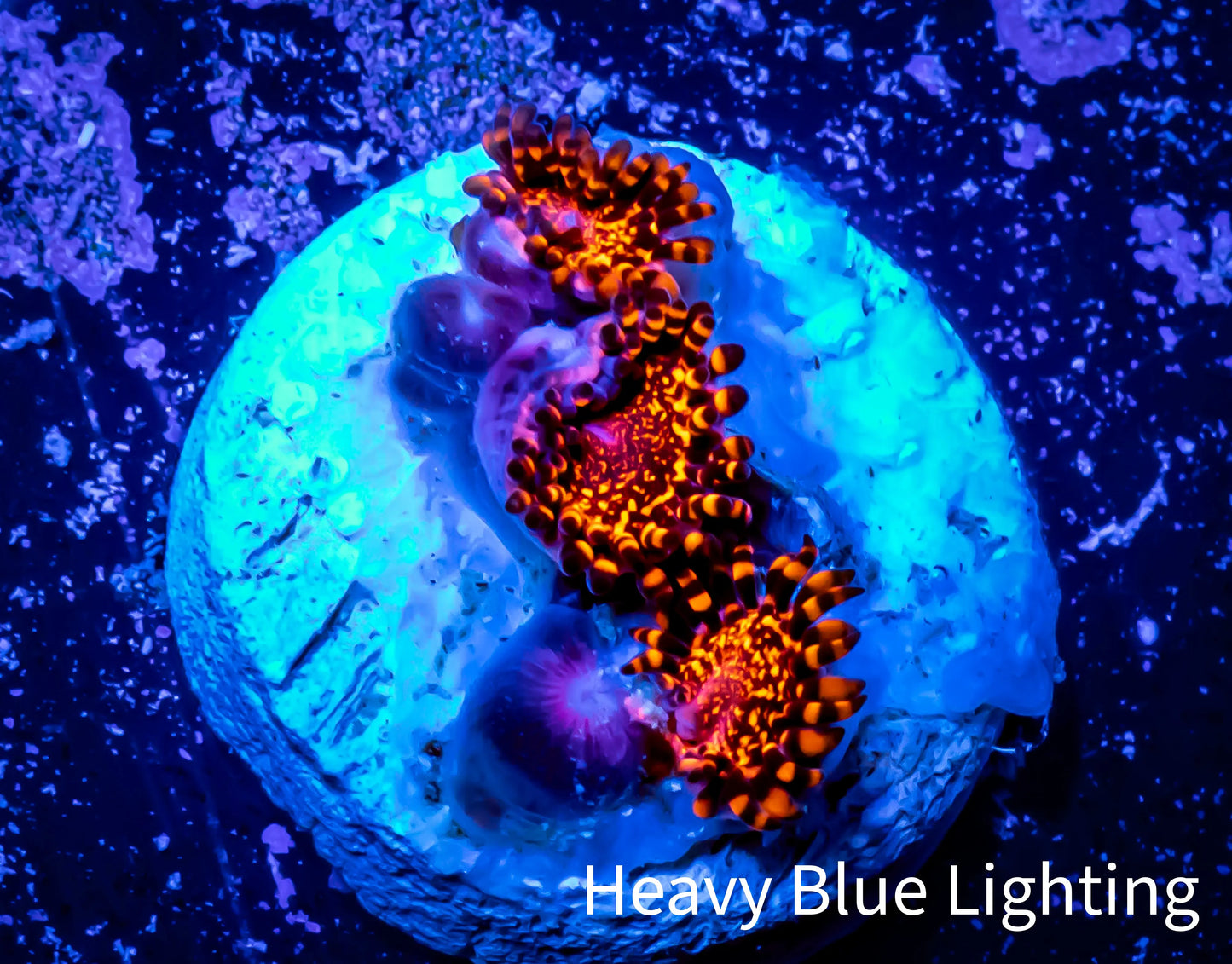 Zoanthid coral - Zoa Frag WYSIWYG C8R6B2 Zoanthid coral - Zoa Frag WYSIWYG C8R6B2 LPS Zoanthid coral - Zoa Frag WYSIWYG C8R6B2 Zeo Box Reef