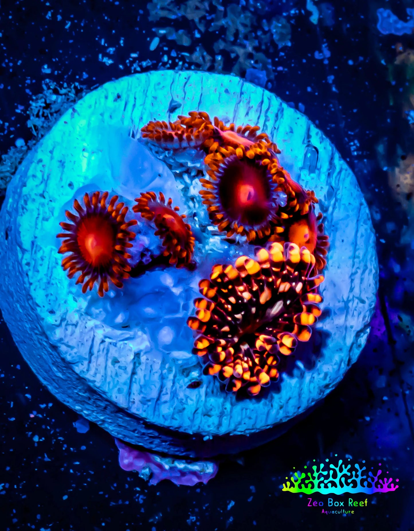 Zoanthid coral - Zoa Frag WYSIWYG D10R6B2 Zoanthid coral - Zoa Frag WYSIWYG D10R6B2 LPS Zoanthid coral - Zoa Frag WYSIWYG D10R6B2 Zeo Box Reef