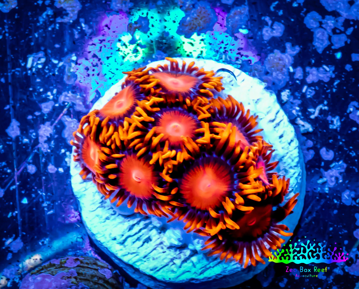 Zoanthid coral - Zoa Frag WYSIWYG D1R6B2 Zoanthid coral - Zoa Frag WYSIWYG D1R6B2 LPS Zoanthid coral - Zoa Frag WYSIWYG D1R6B2 Zeo Box Reef
