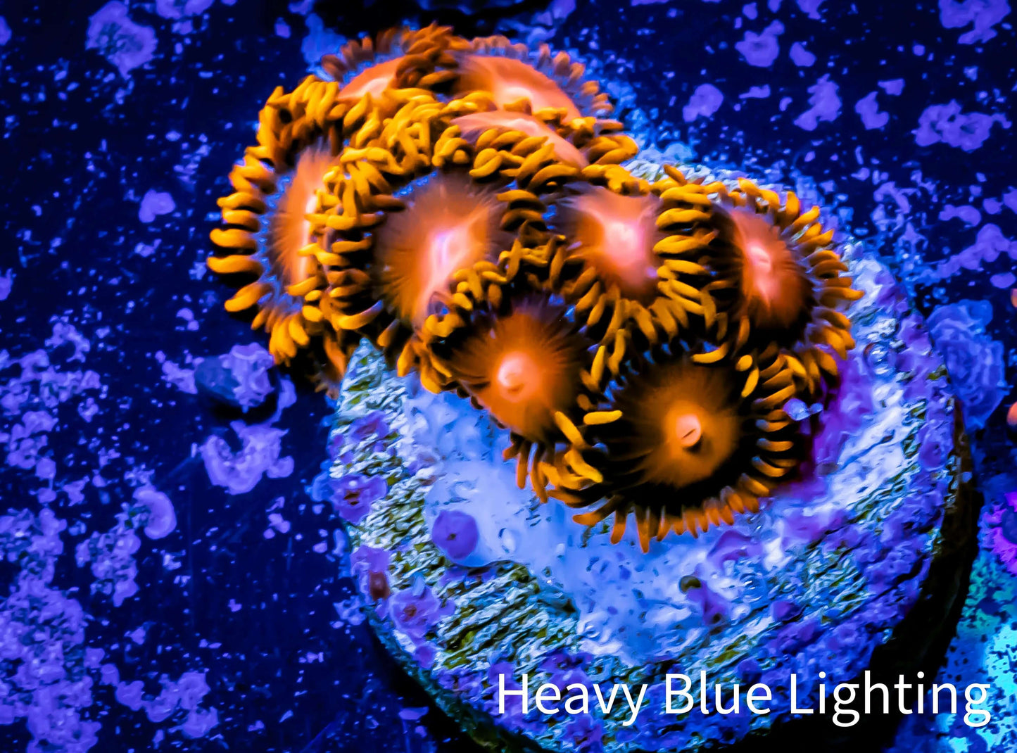 Zoanthid coral - Zoa Frag WYSIWYG D1R6B2 Zoanthid coral - Zoa Frag WYSIWYG D1R6B2 LPS Zoanthid coral - Zoa Frag WYSIWYG D1R6B2 Zeo Box Reef