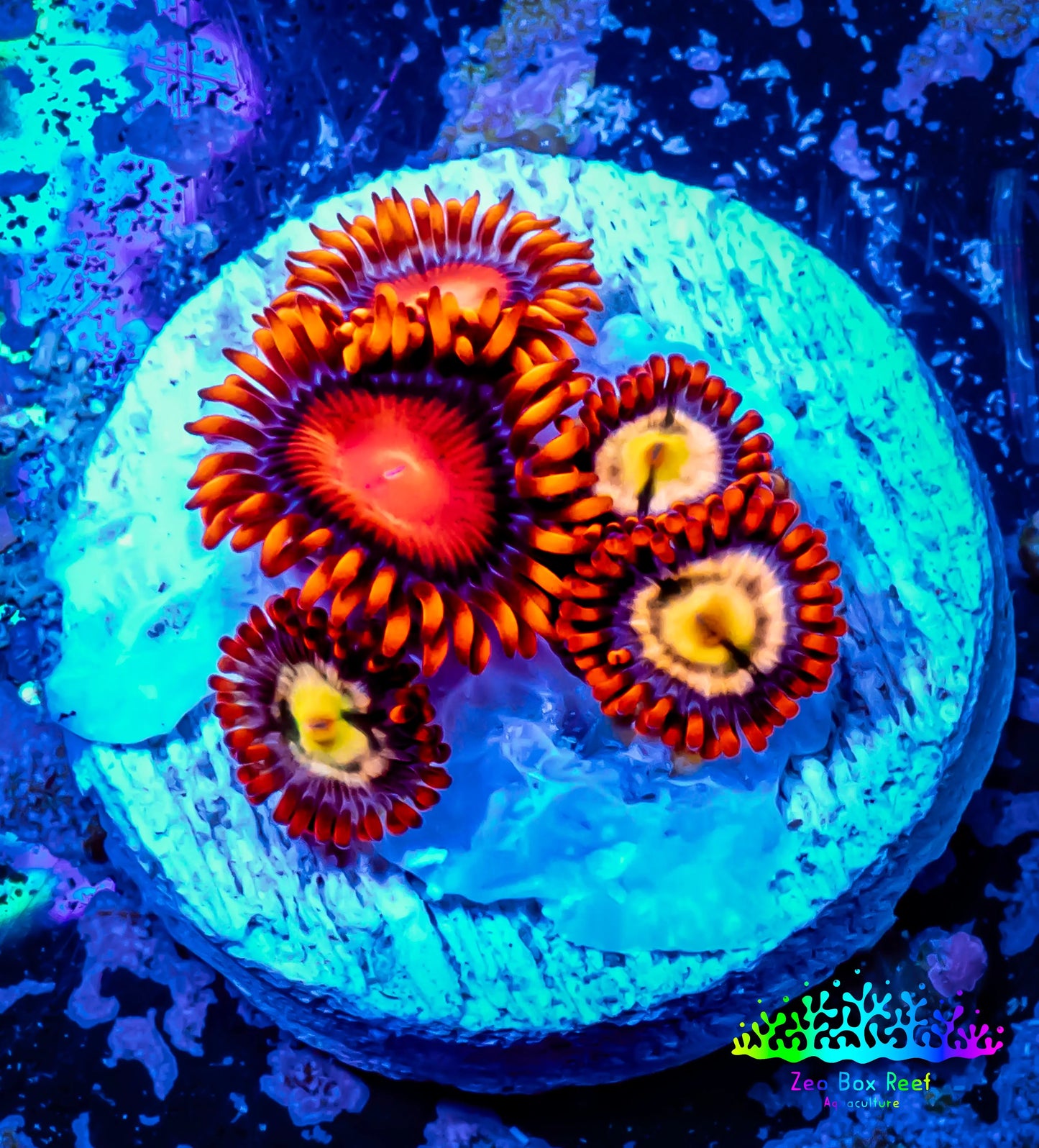 Zoanthid coral - Zoa Frag WYSIWYG D2R6B2 Zoanthid coral - Zoa Frag WYSIWYG D2R6B2 LPS Zoanthid coral - Zoa Frag WYSIWYG D2R6B2 Zeo Box Reef